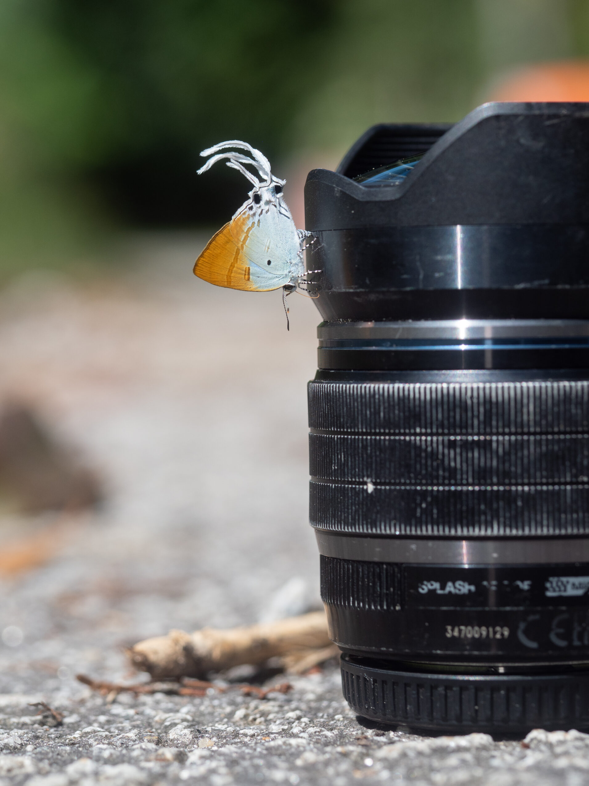 スソビキフタオルリシジミ-Hypolycaena amasa