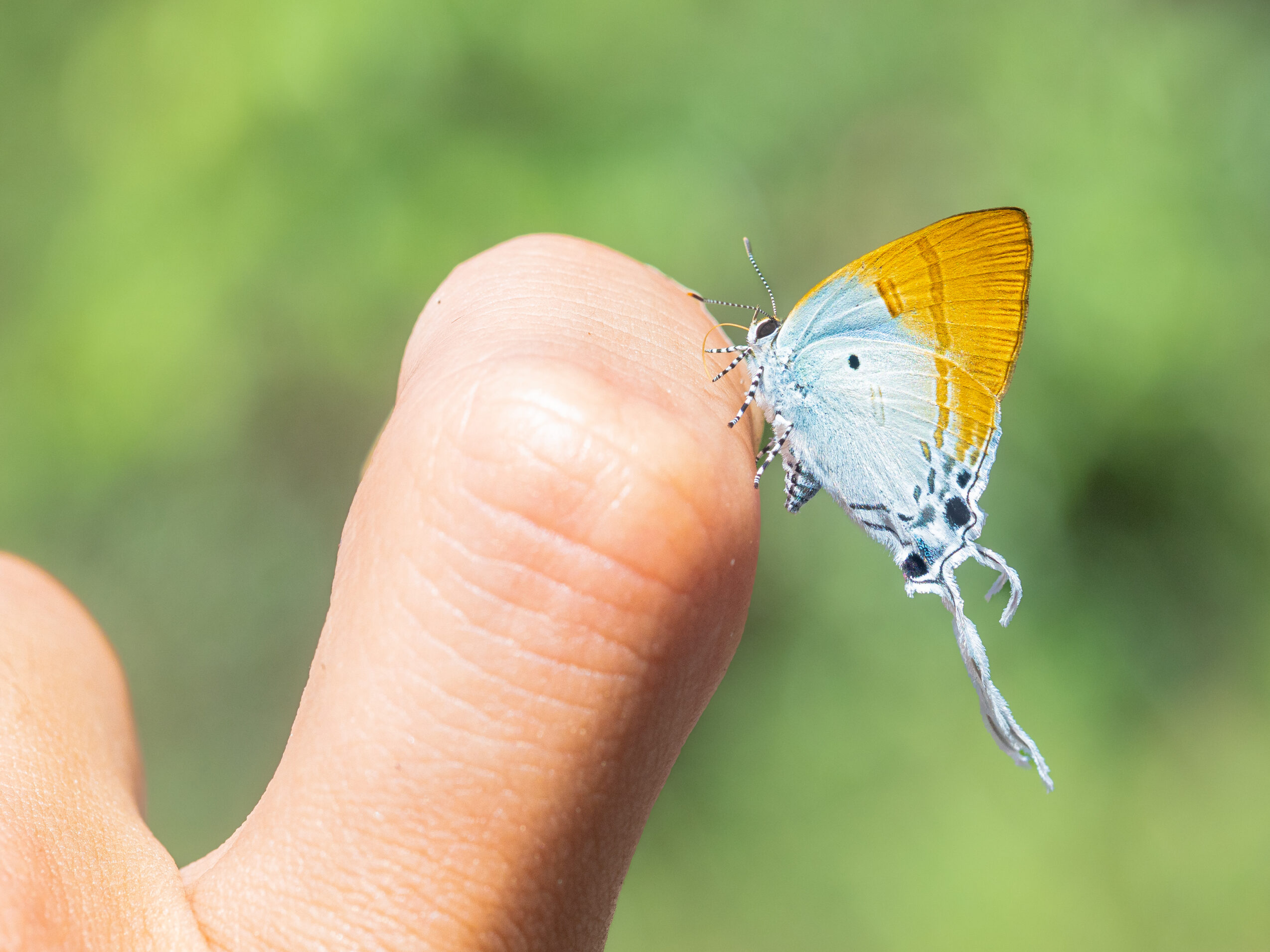 スソビキフタオルリシジミ-Hypolycaena amasa