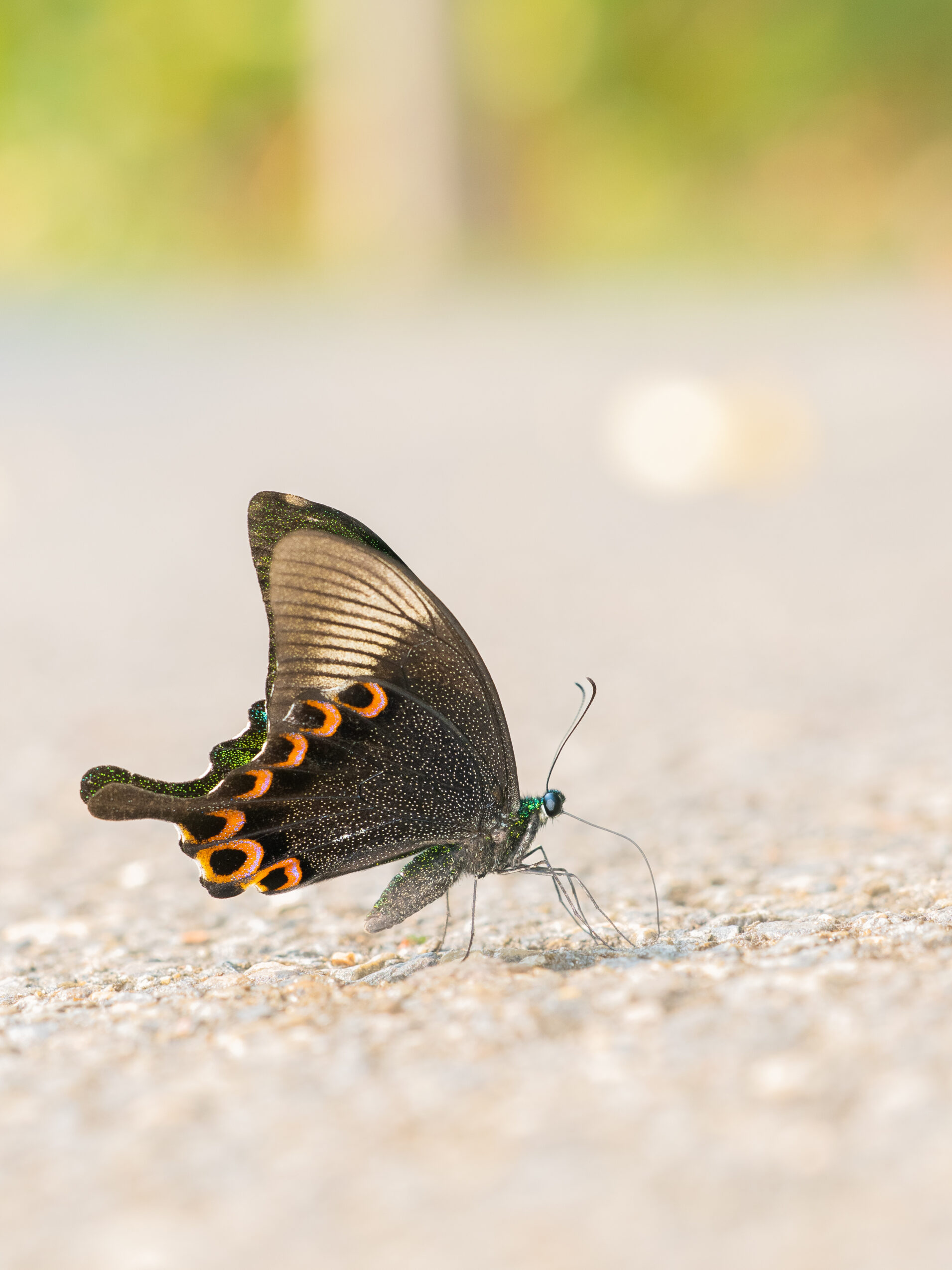 ルリモンアゲハ-Papilio paris