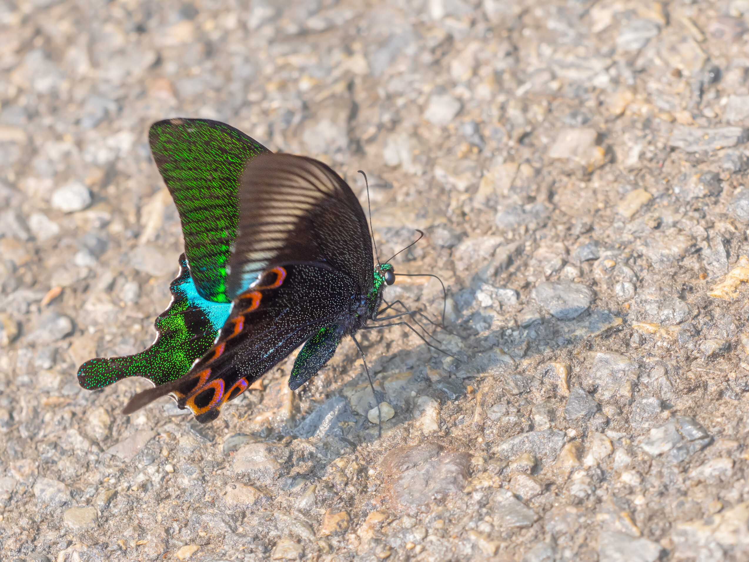 ルリモンアゲハ-Papilio paris