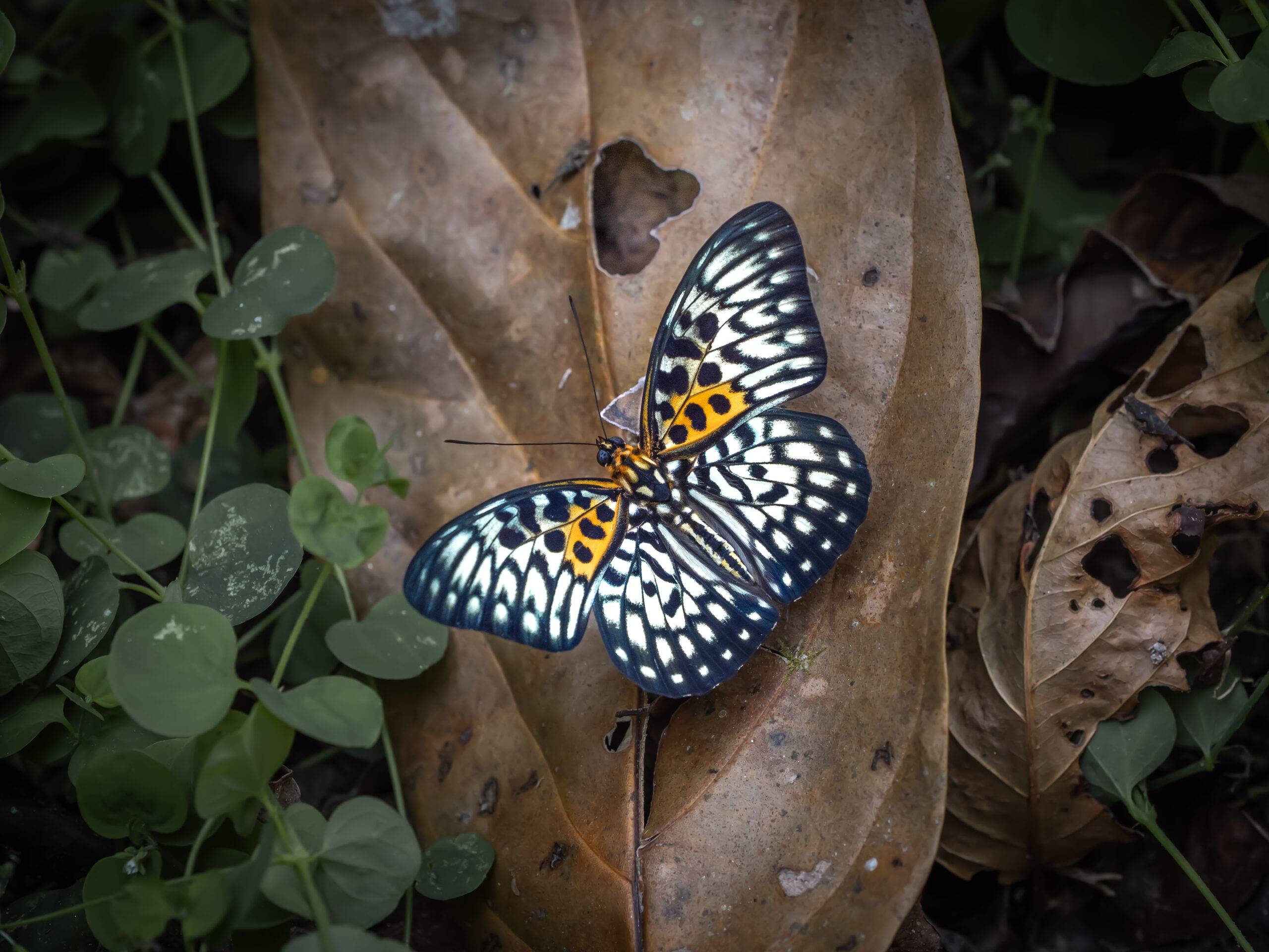 テンジクゴマダラ-Neurosigma siva