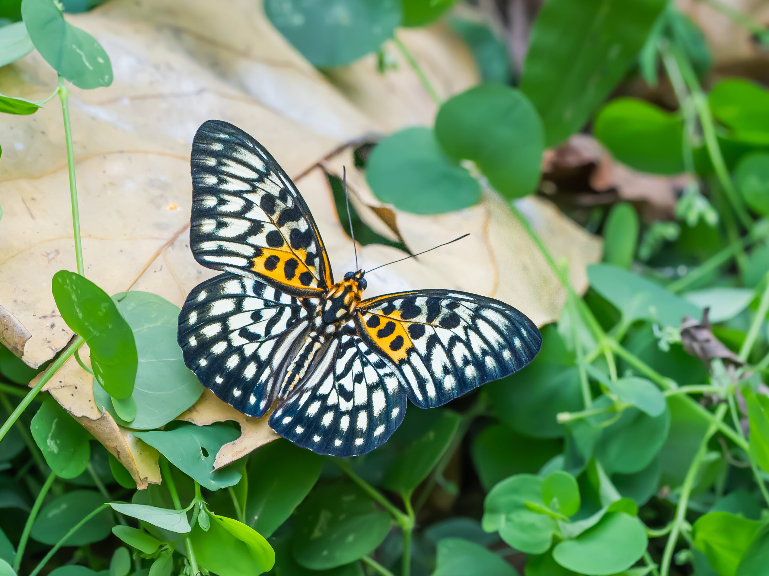 テンジクゴマダラ-Neurosigma siva