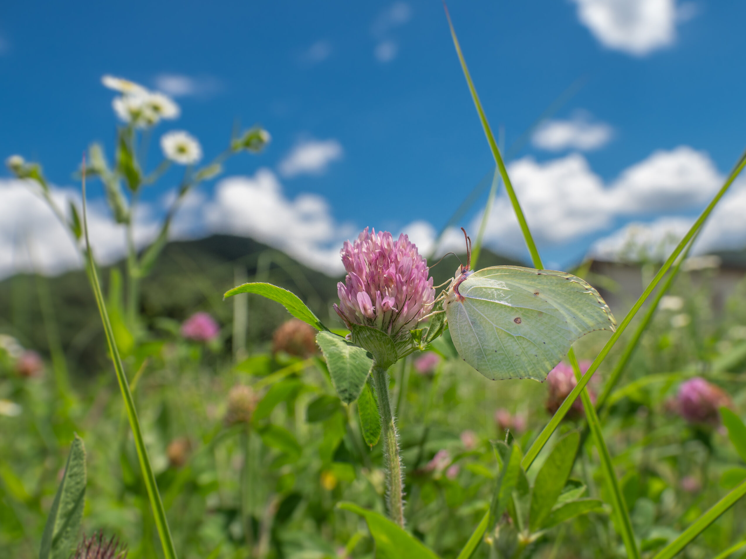 スジボソヤマキチョウ-gonepteryx-aspasia