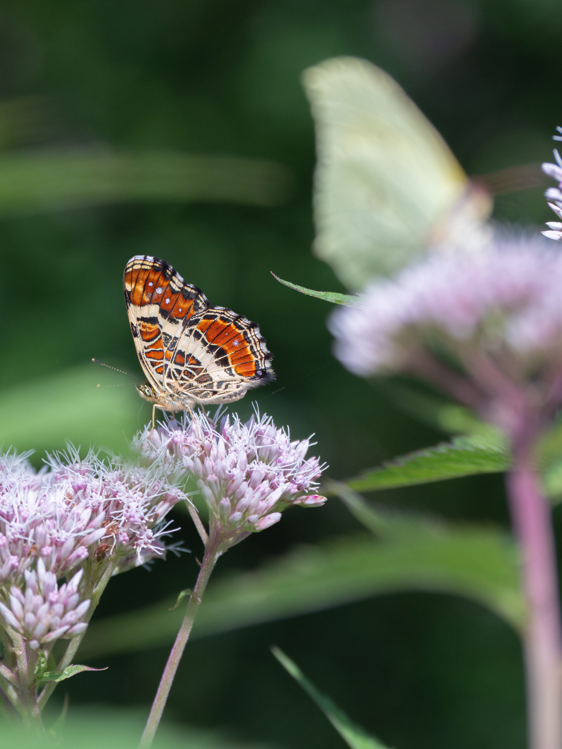 サカハチチョウ-Araschnia burejana