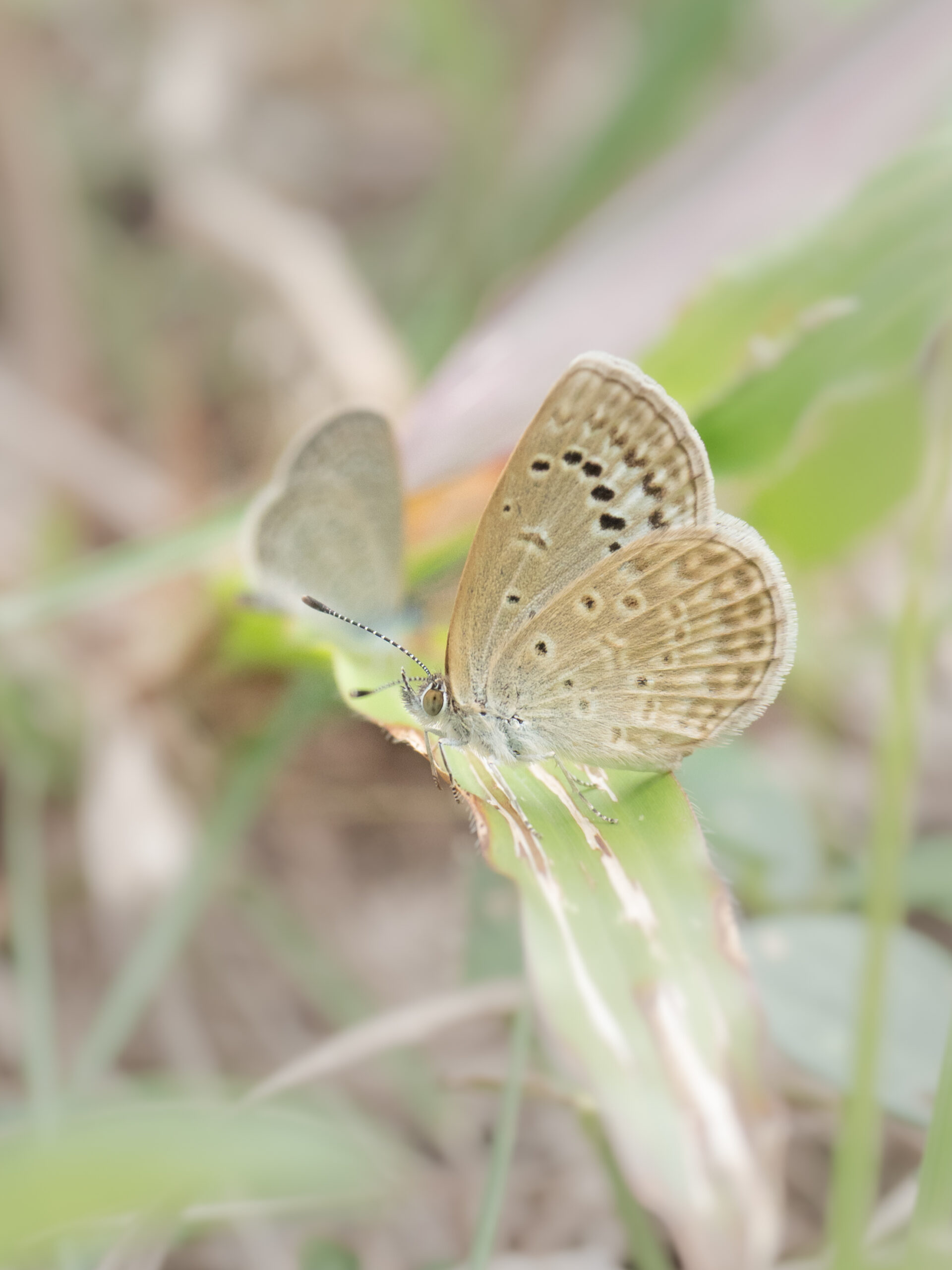 ヤマトシジミーZizeeria maha