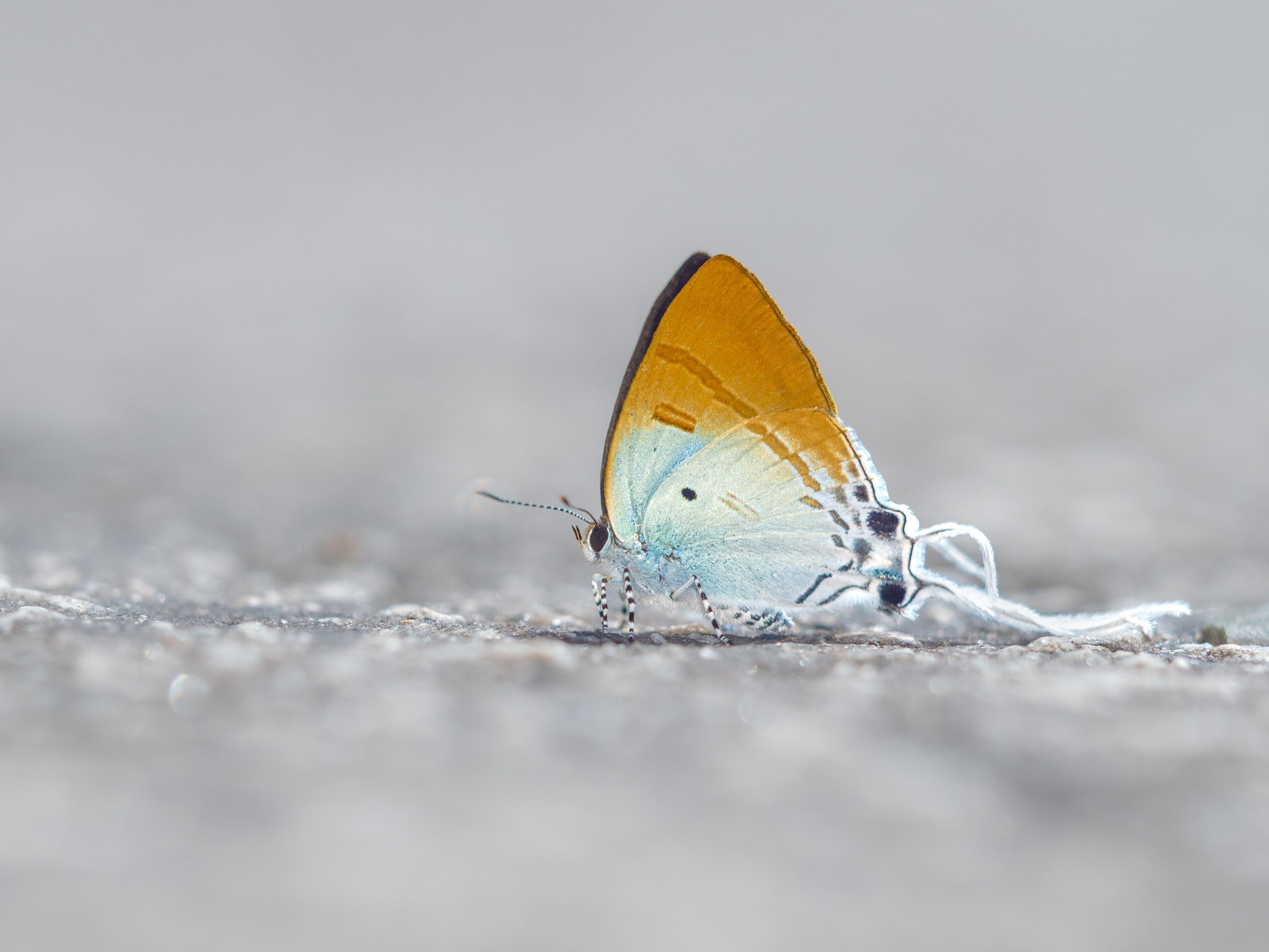 スソビキフタオルリシジミ-Hypolycaena amasa