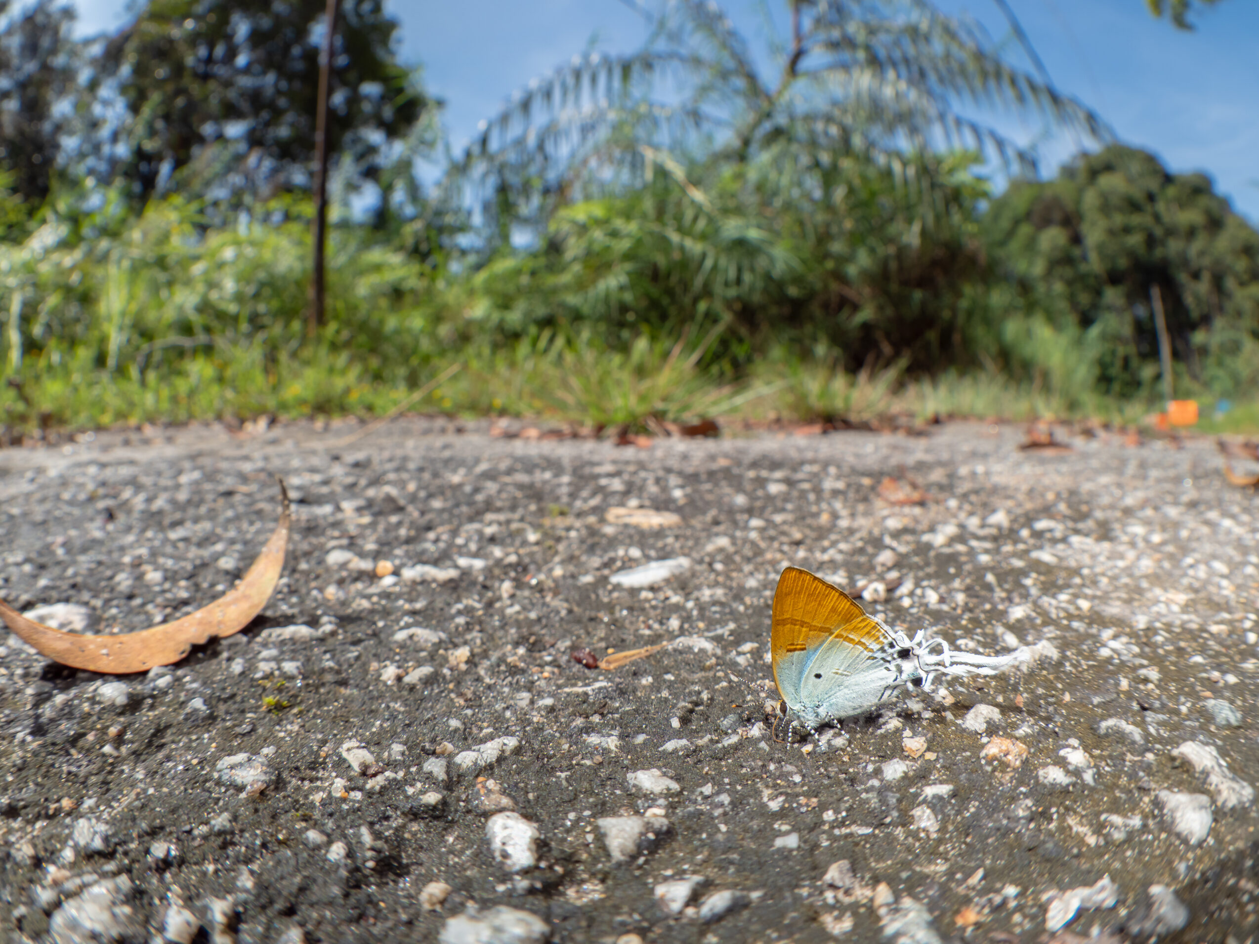 スソビキフタオルリシジミ-Hypolycaena amasa