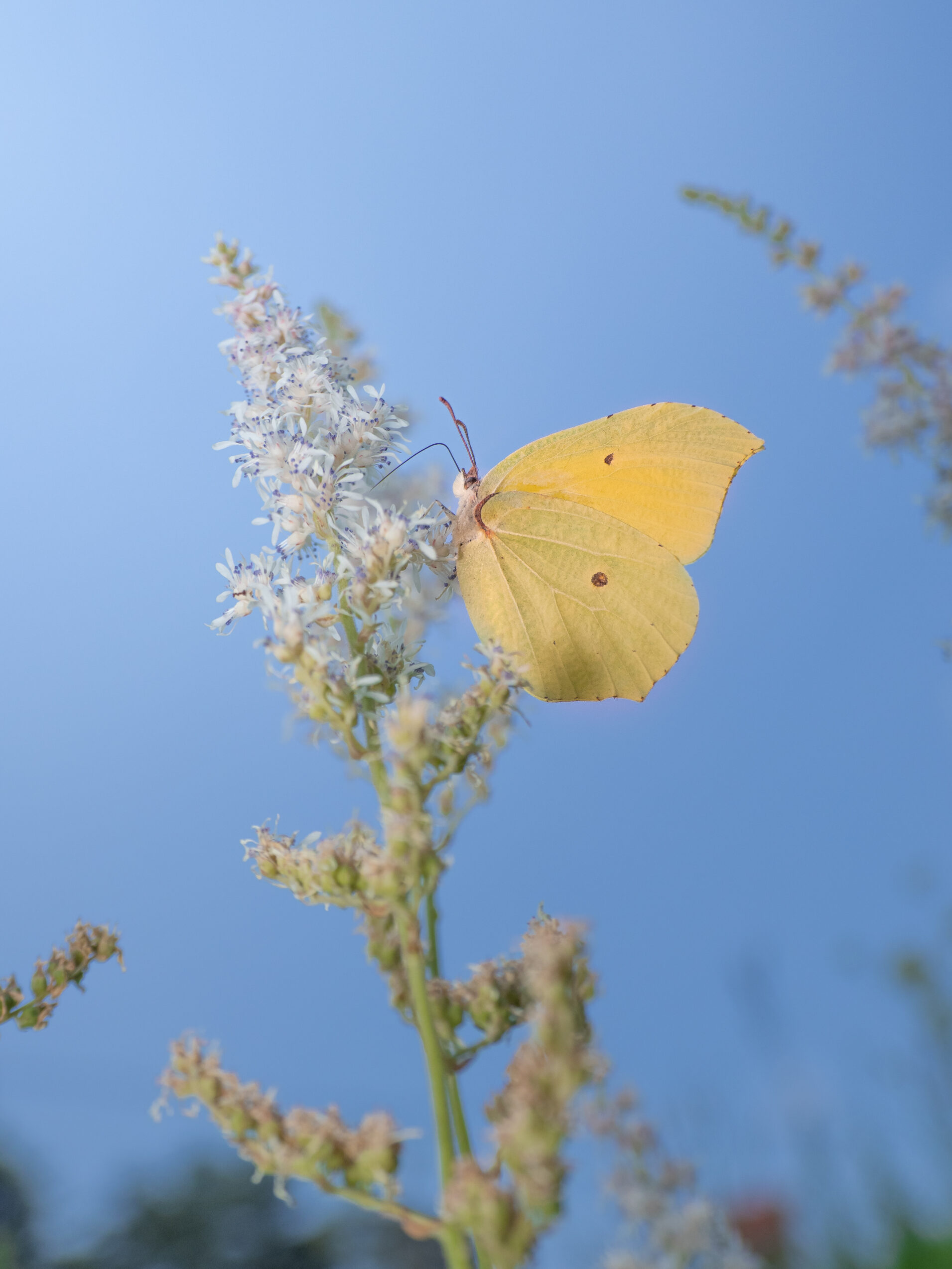 スジボソヤマキチョウ-gonepteryx-aspasia
