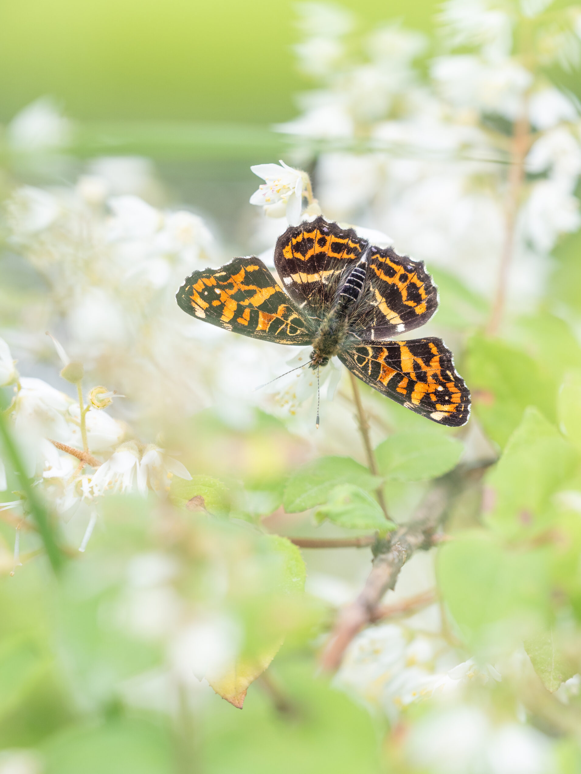 サカハチチョウ-Araschnia burejana