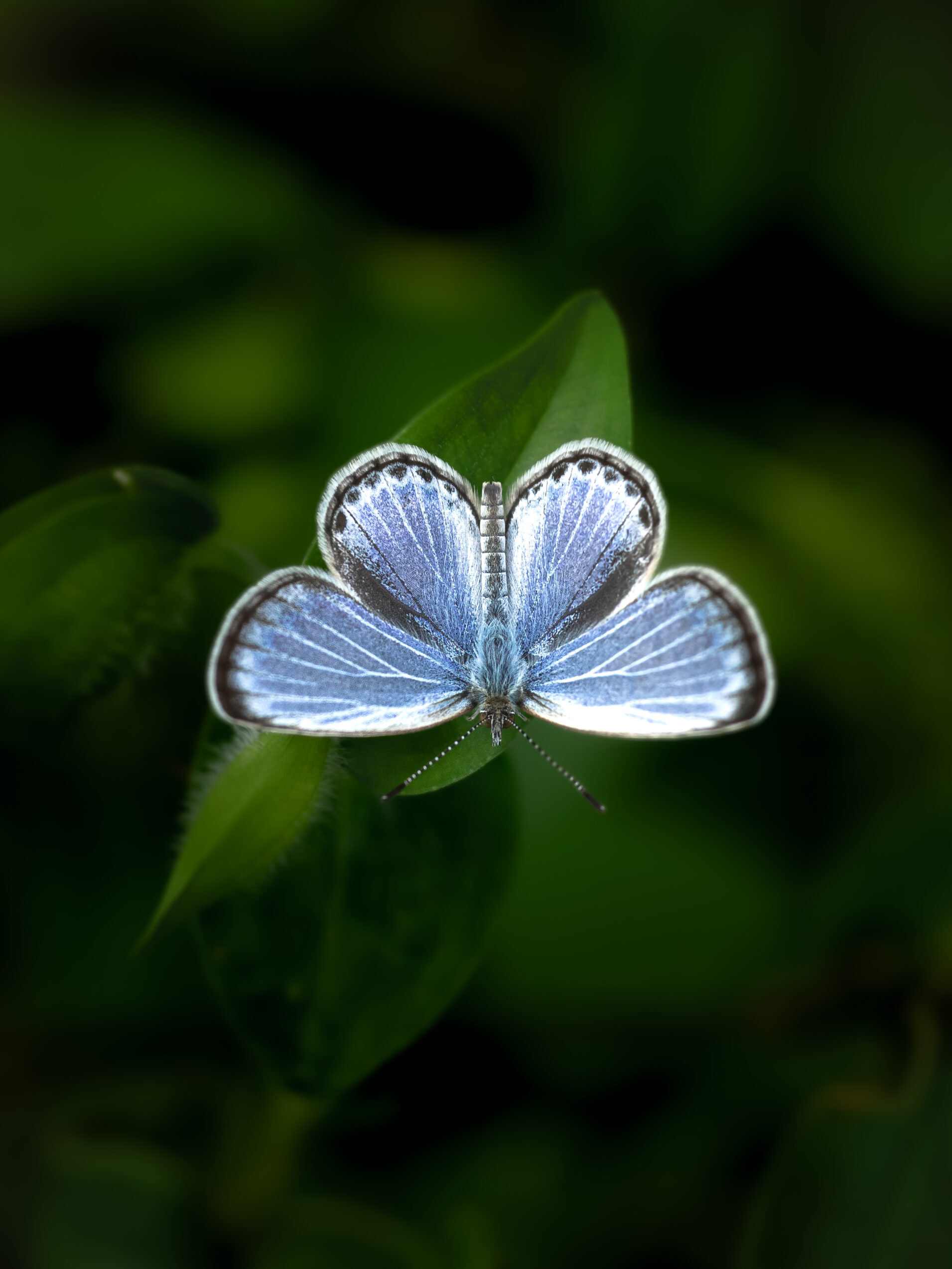 ヤマトシジミーZizeeria maha