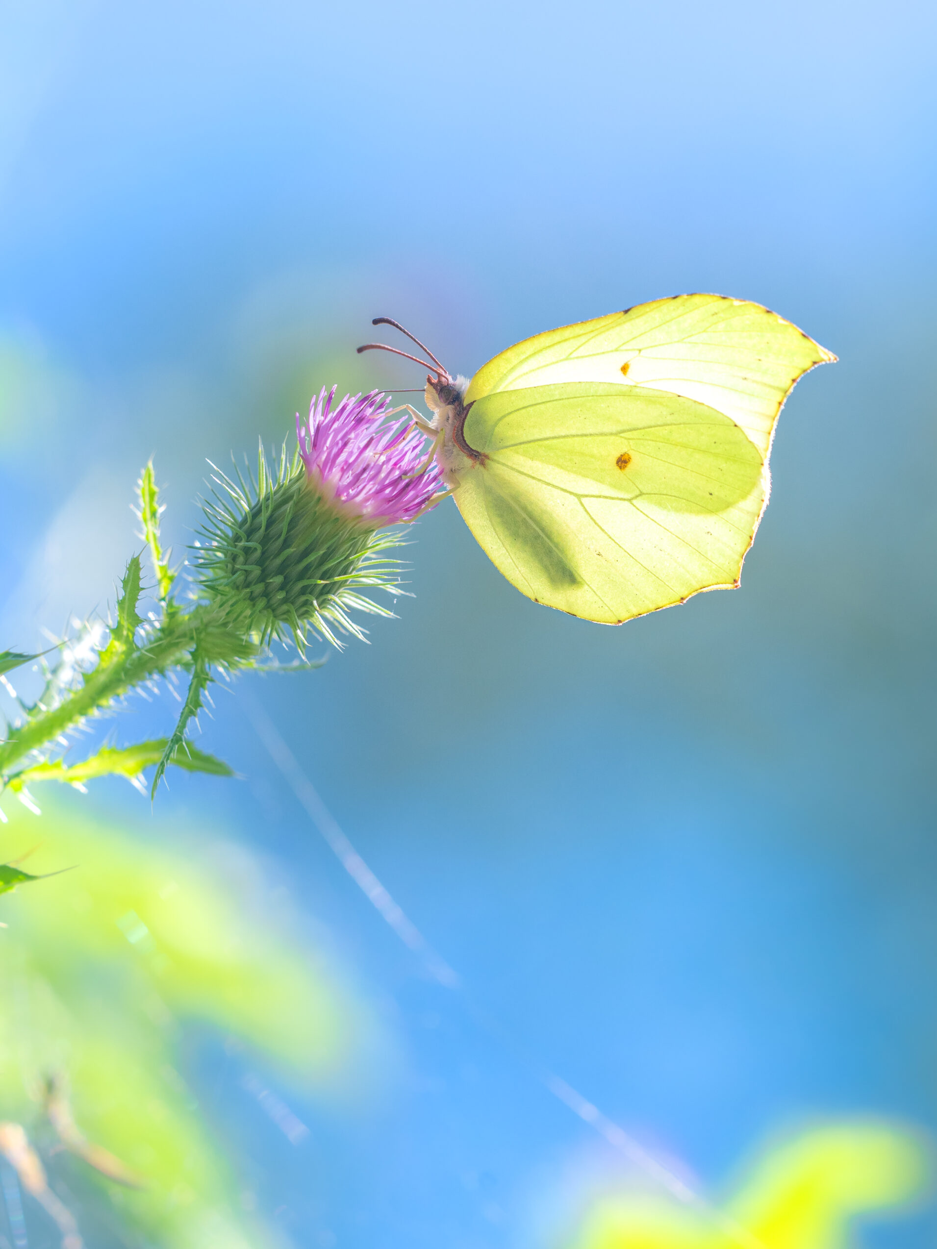 スジボソヤマキチョウ-gonepteryx-aspasia