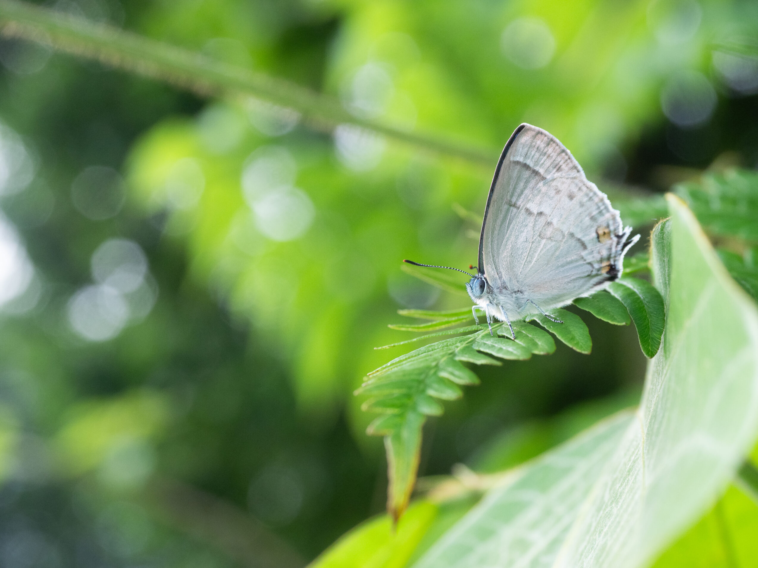 ウラジロミドリシジミ-Favonius saphirinus
