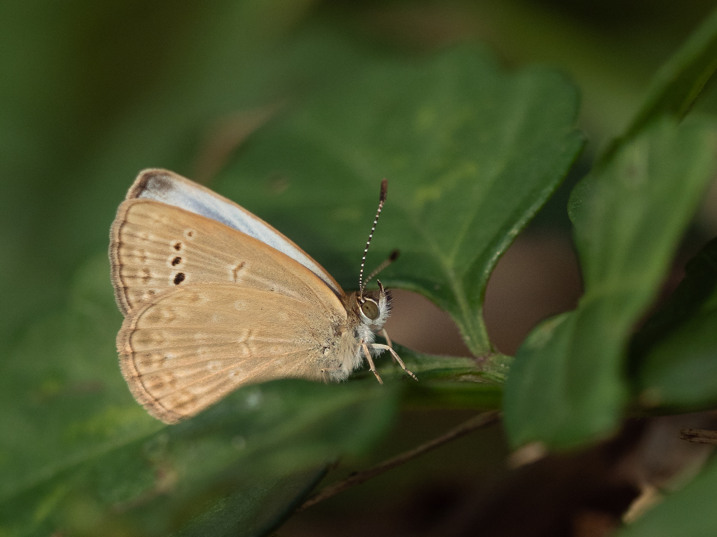 ヤマトシジミーZizeeria maha