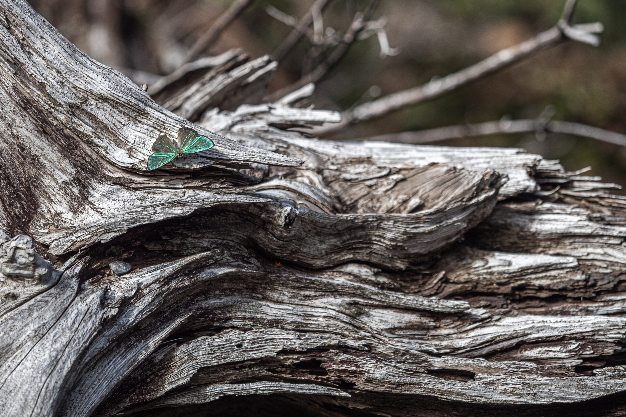 アイノミドリシジミ-Chrysozephyrus brillantinus