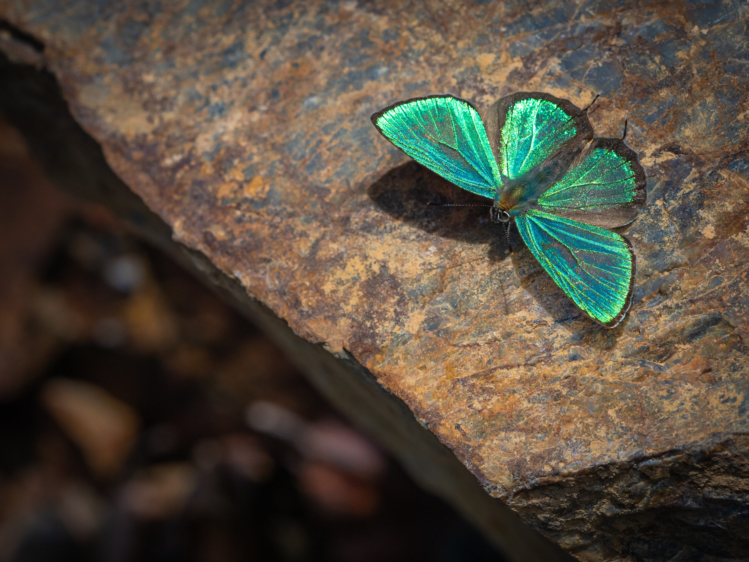 アイノミドリシジミ-Chrysozephyrus brillantinus