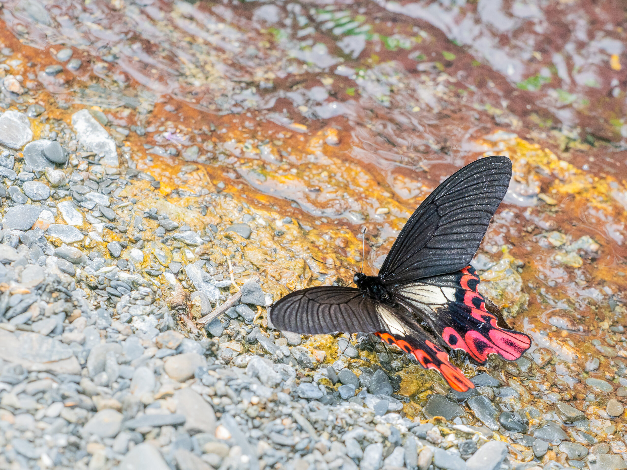 フトオアゲハ-Papilio maraho