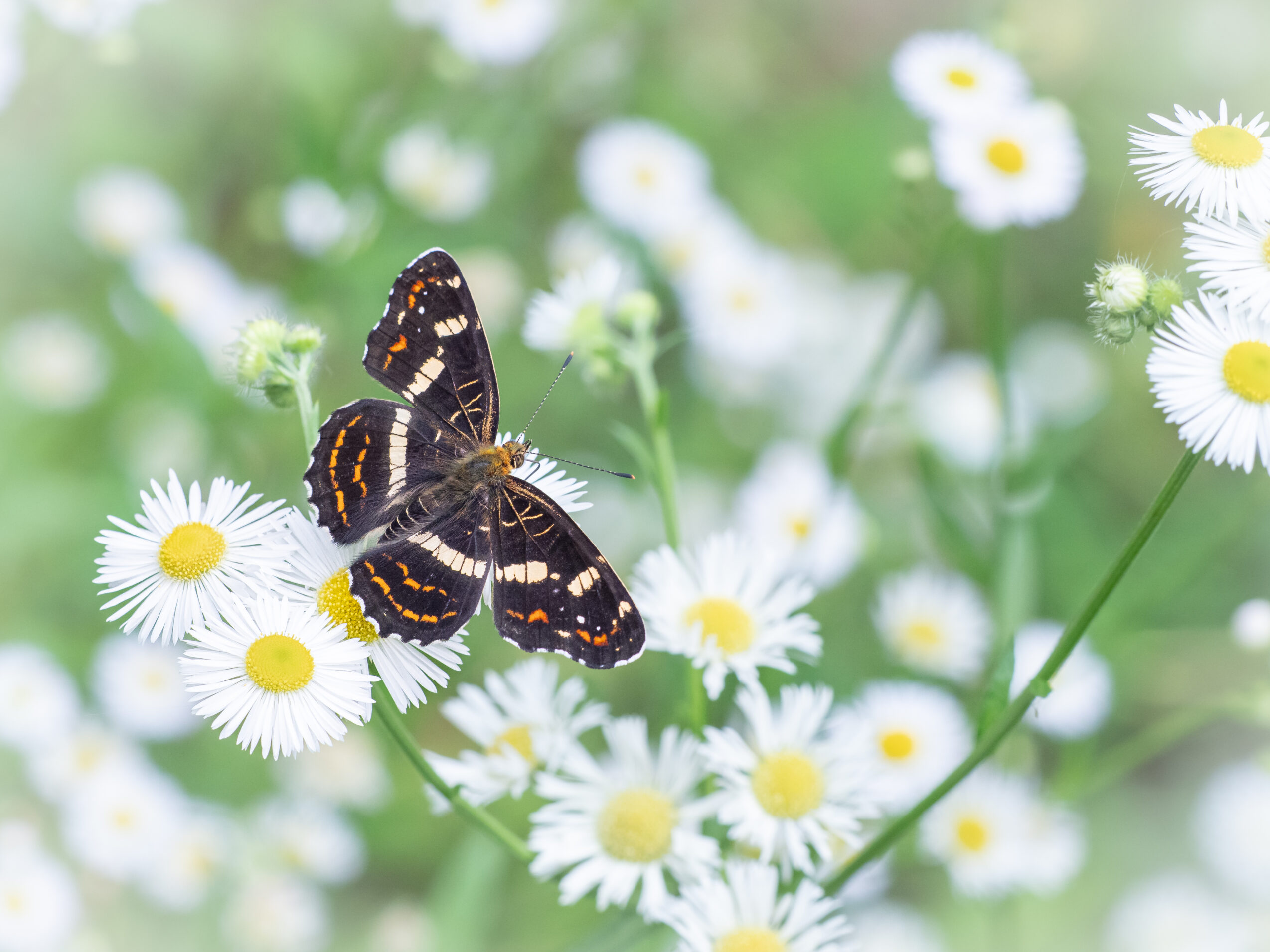 サカハチチョウ-Araschnia burejana