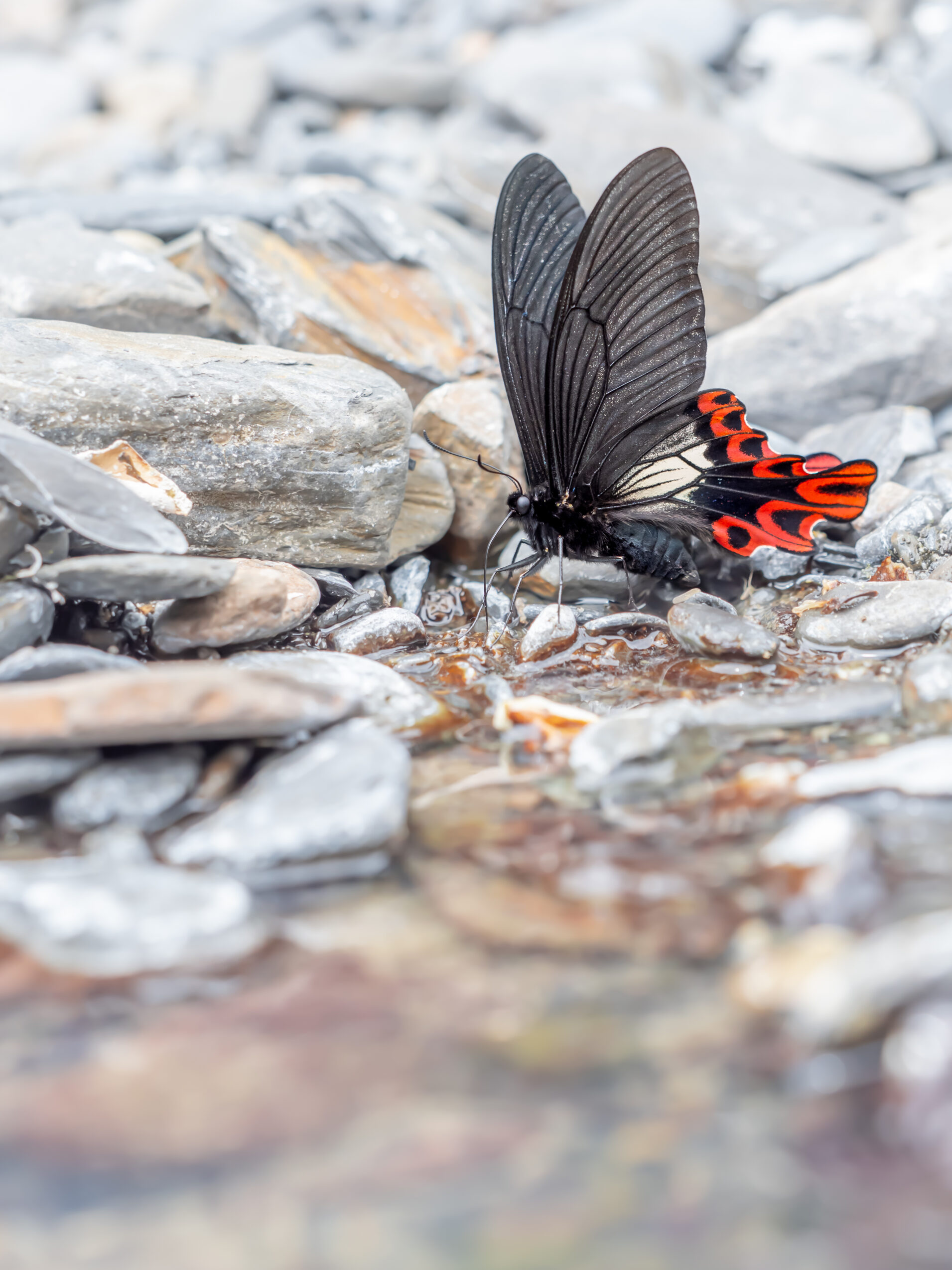 フトオアゲハ-Papilio maraho