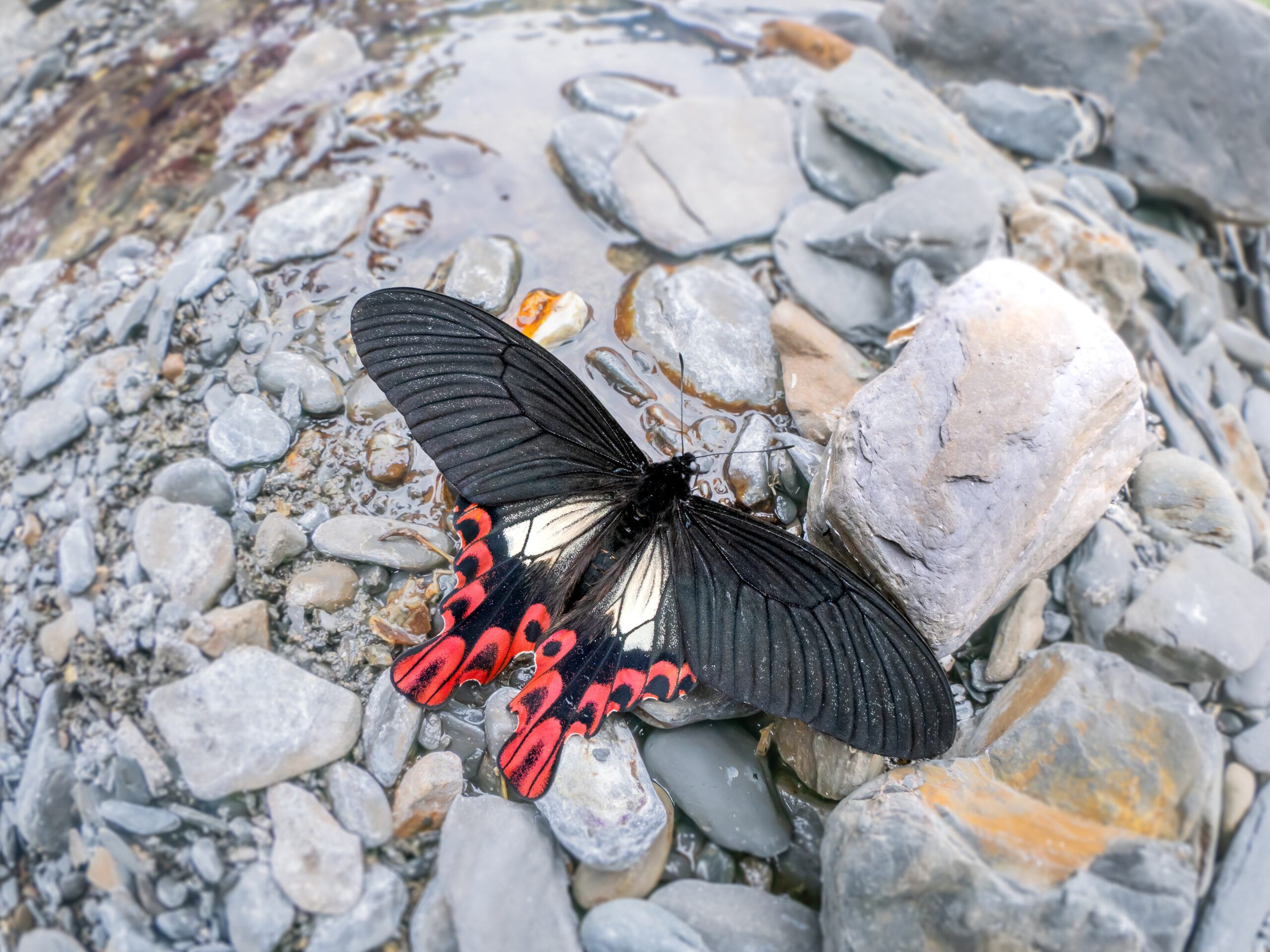 フトオアゲハ-Papilio maraho