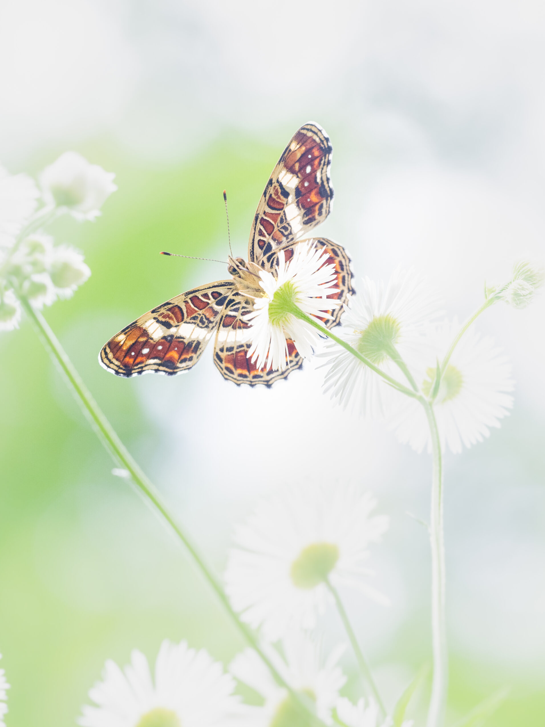 サカハチチョウ-Araschnia burejana