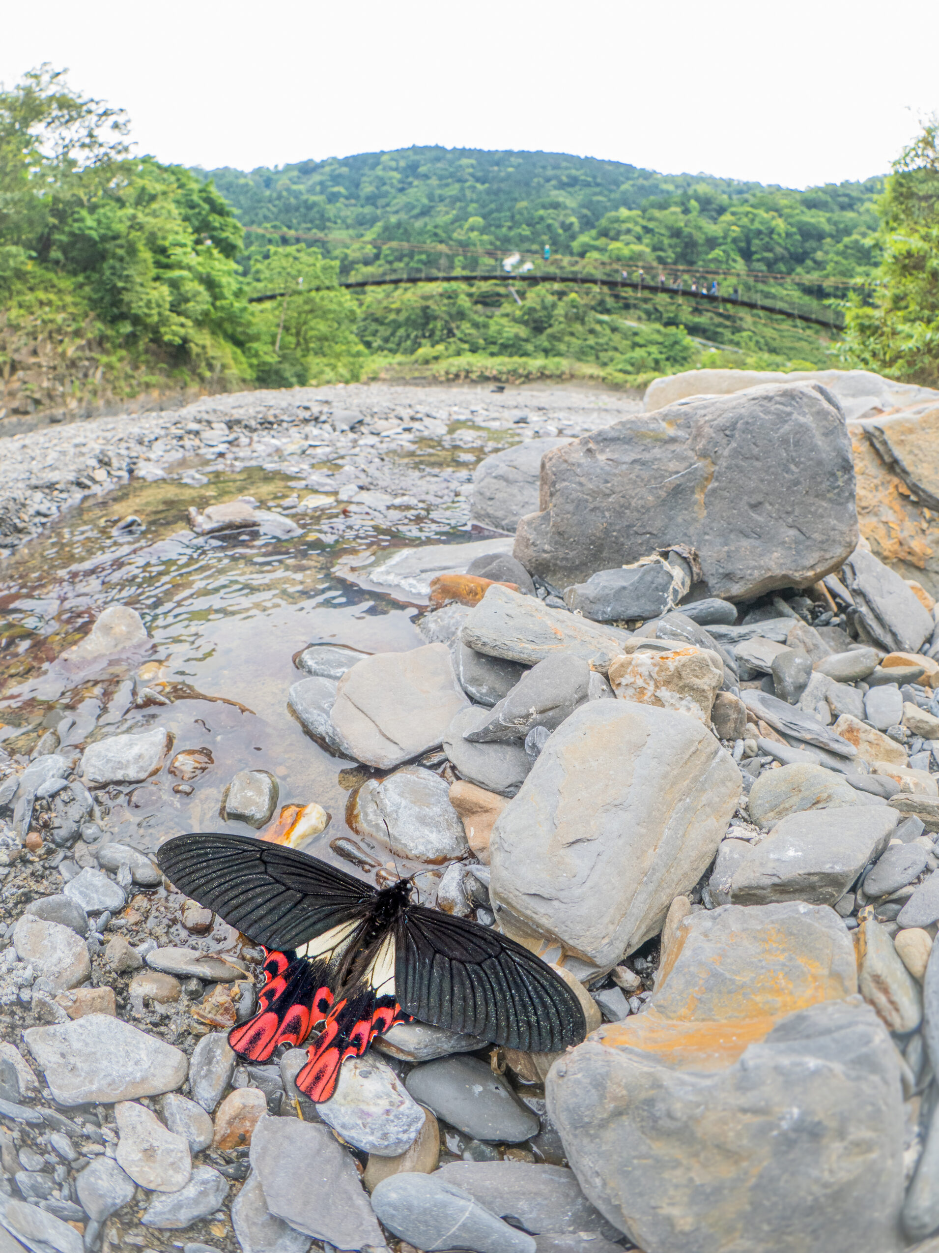 フトオアゲハ-Papilio maraho