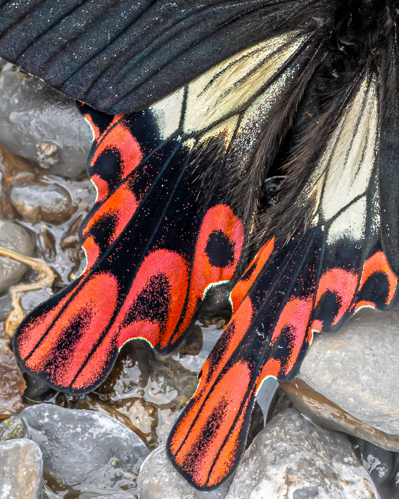 フトオアゲハ-Papilio maraho