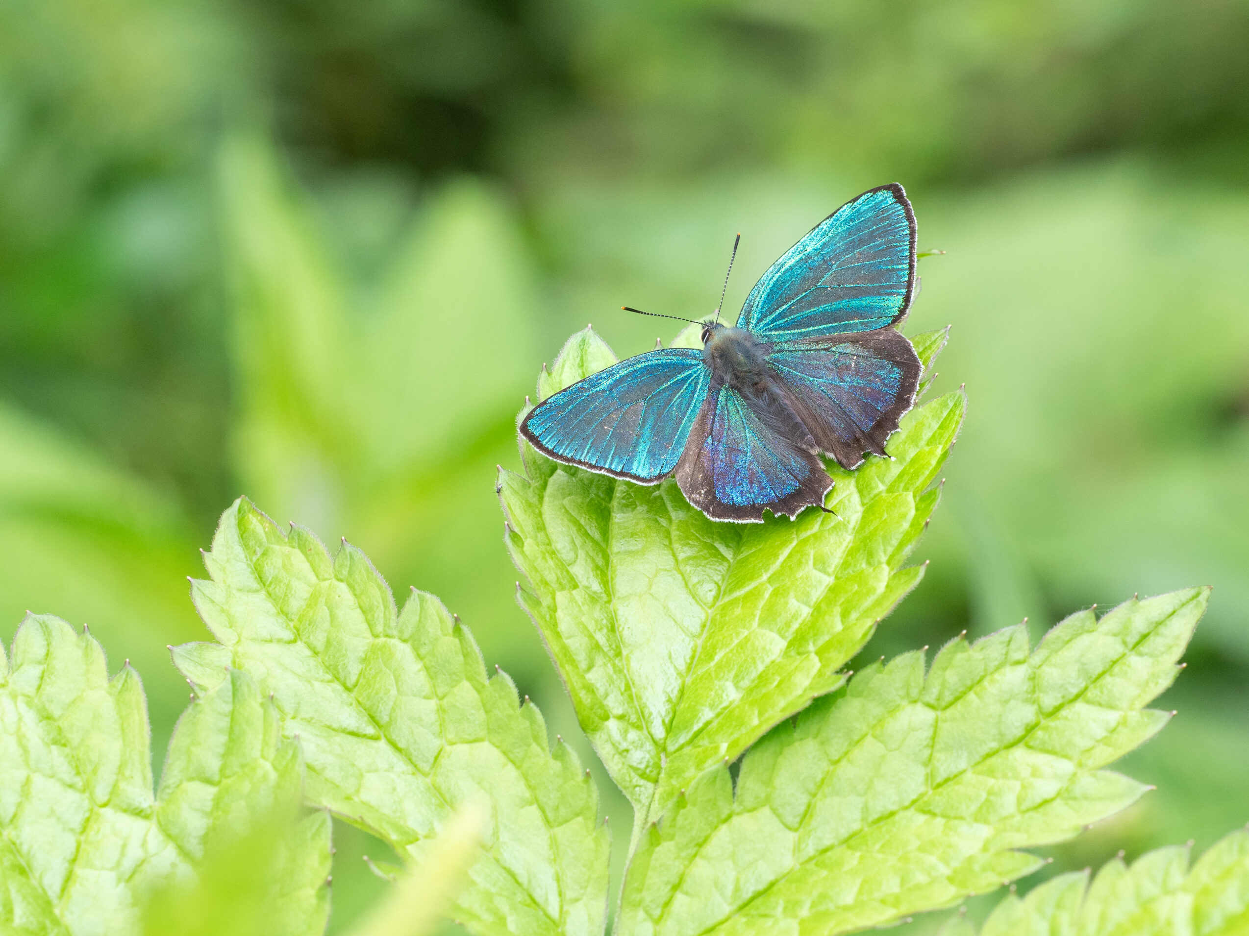 アイノミドリシジミ-Chrysozephyrus brillantinus