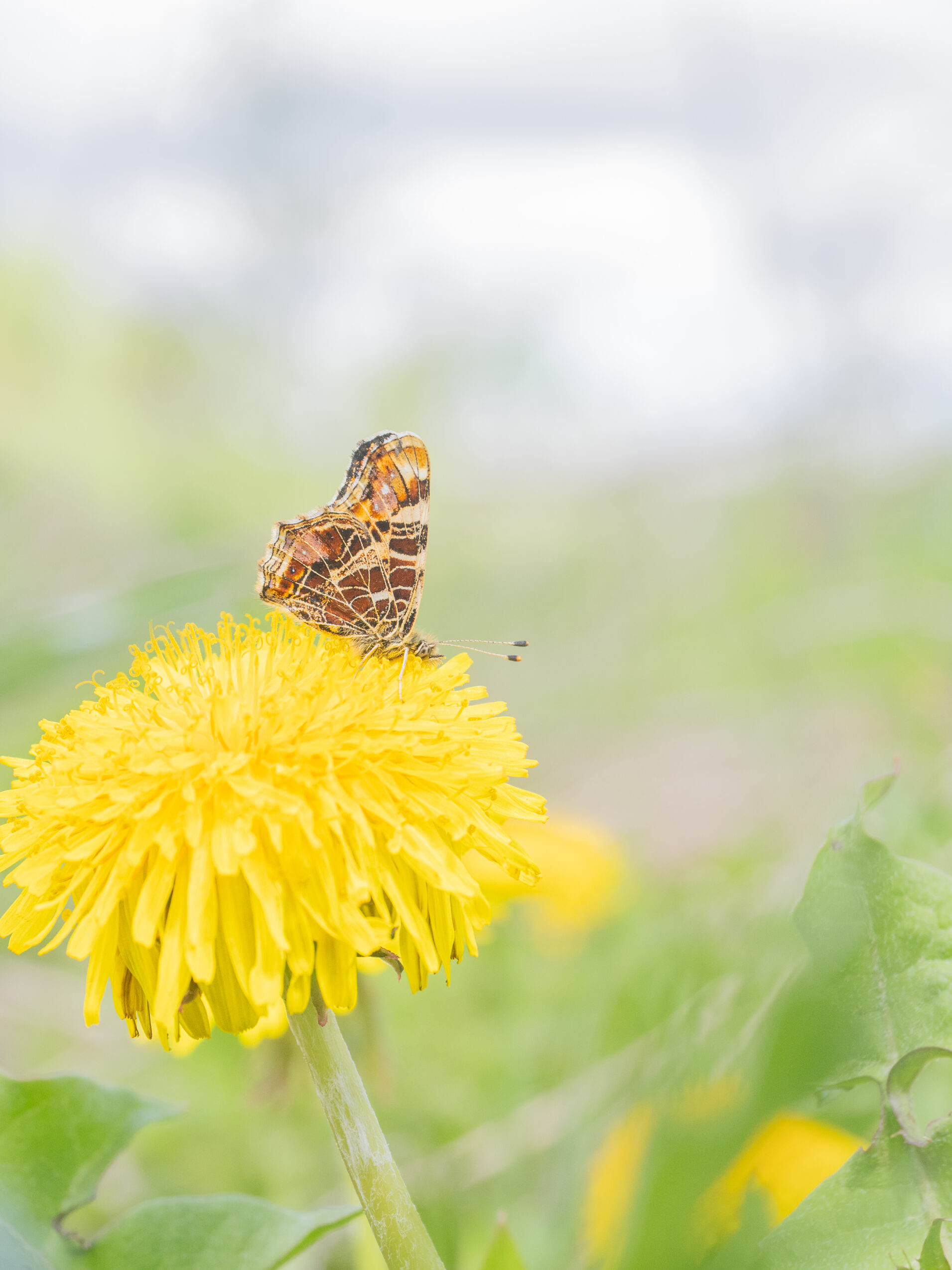 アカマダラ-Araschnia levana