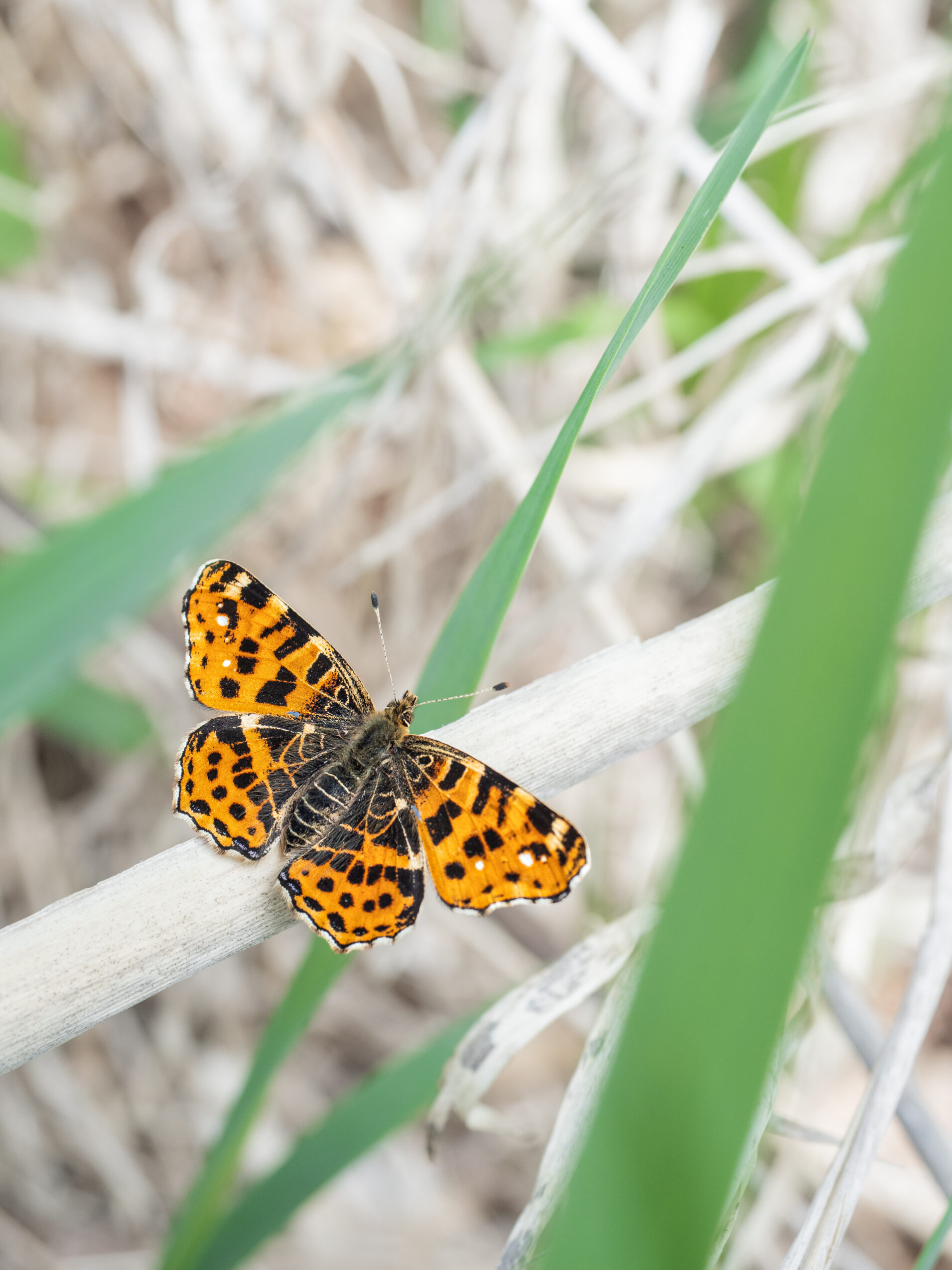 アカマダラ-Araschnia levana