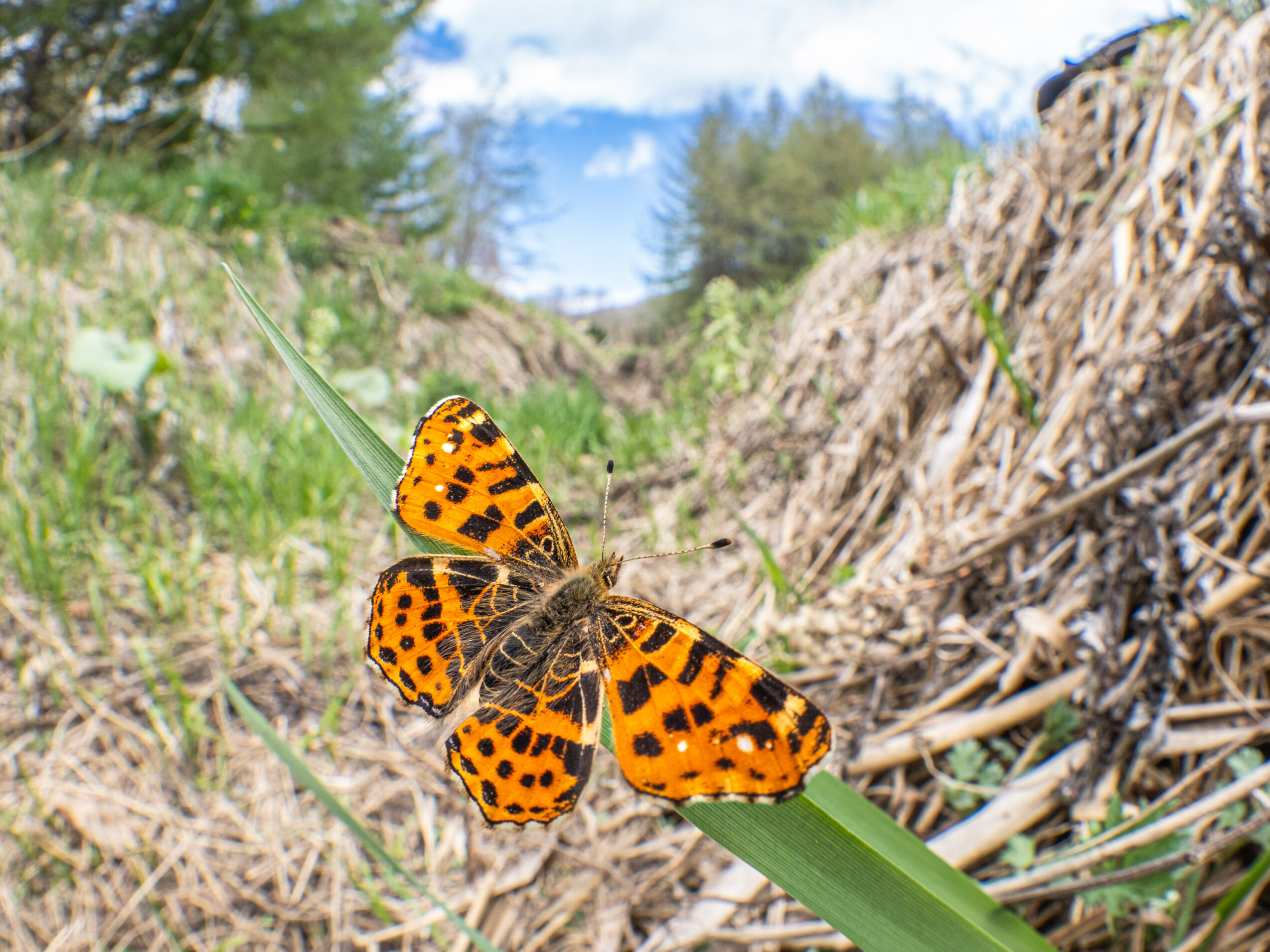アカマダラ-Araschnia levana