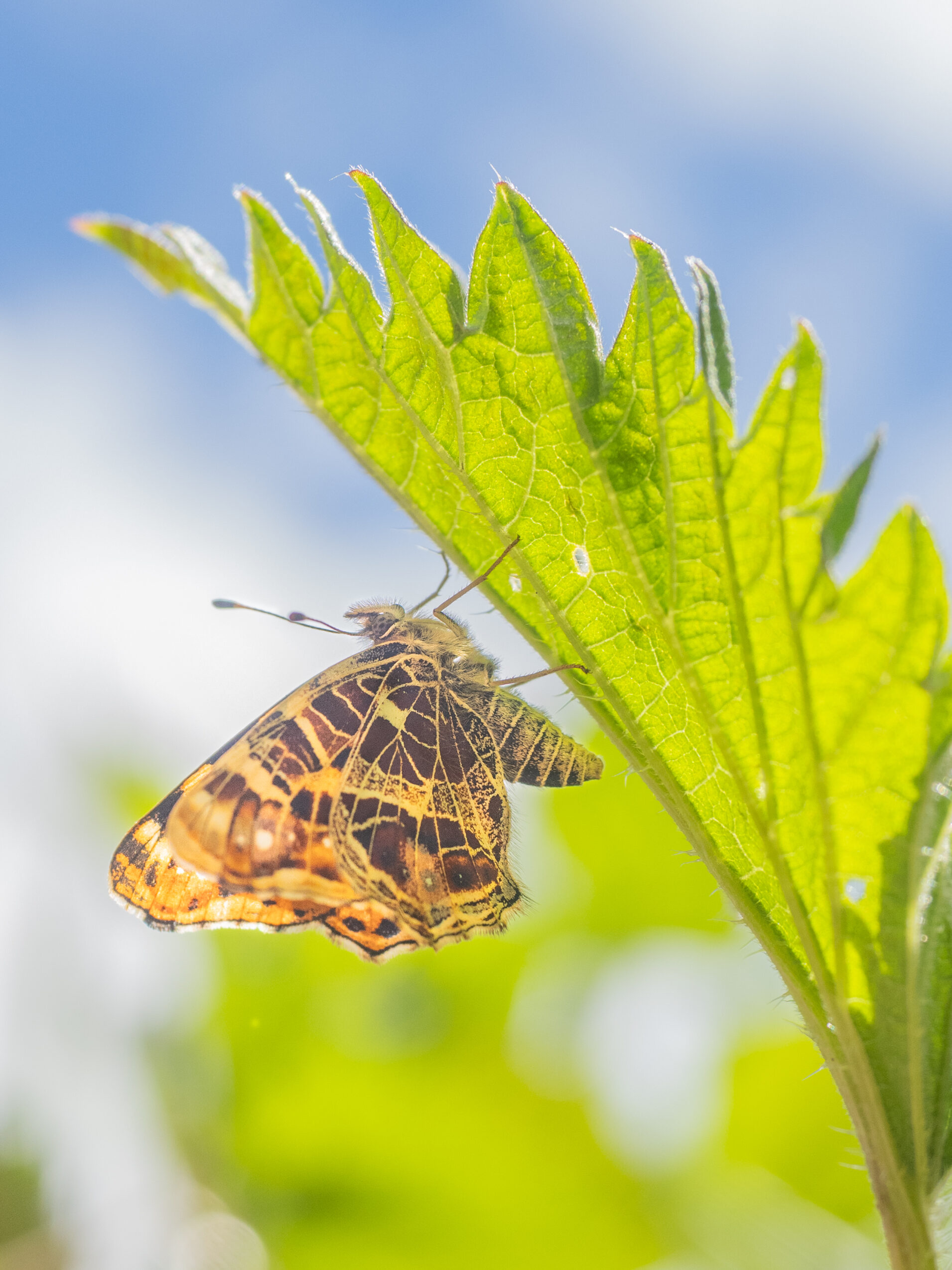 アカマダラ-Araschnia levana