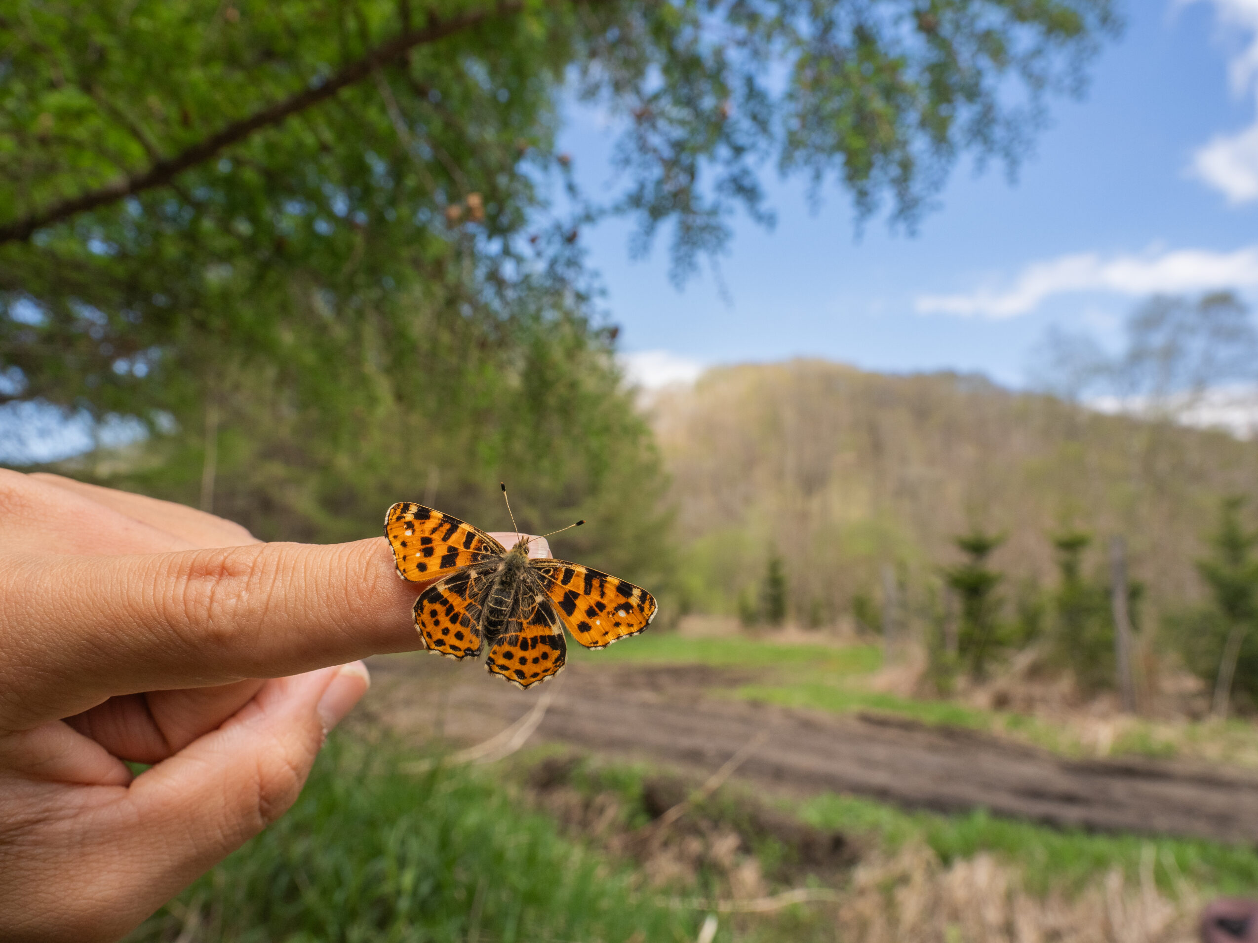 アカマダラ-Araschnia levana