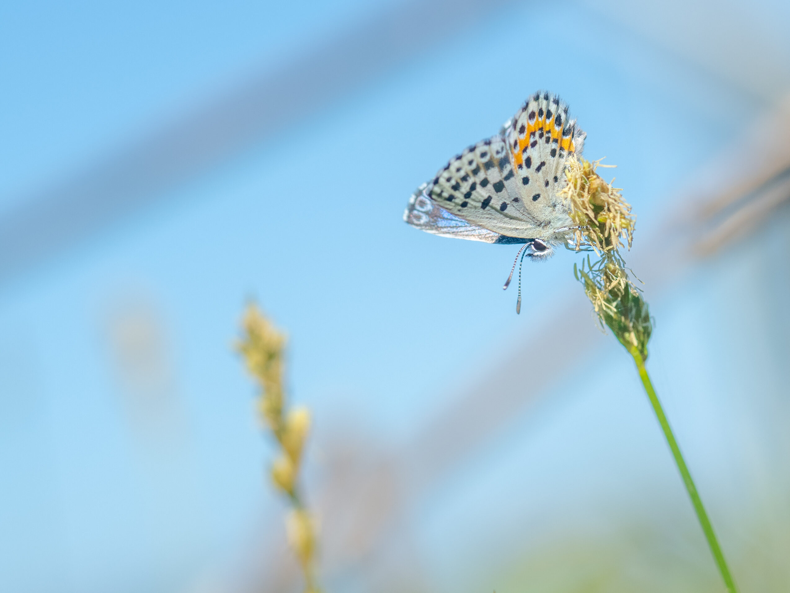 ジョウザンシジミ-Scolitantides orion