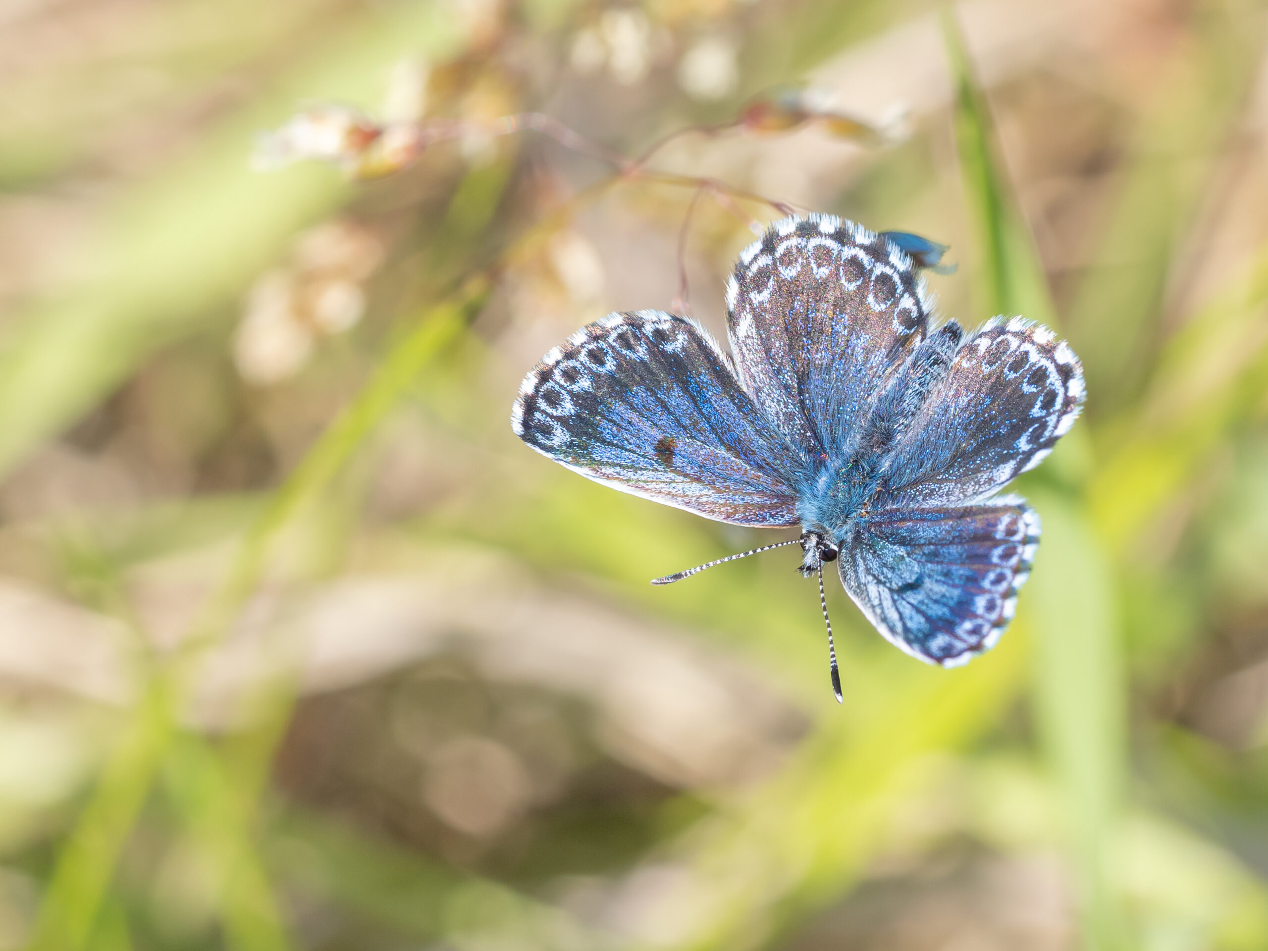 ジョウザンシジミ-Scolitantides orion