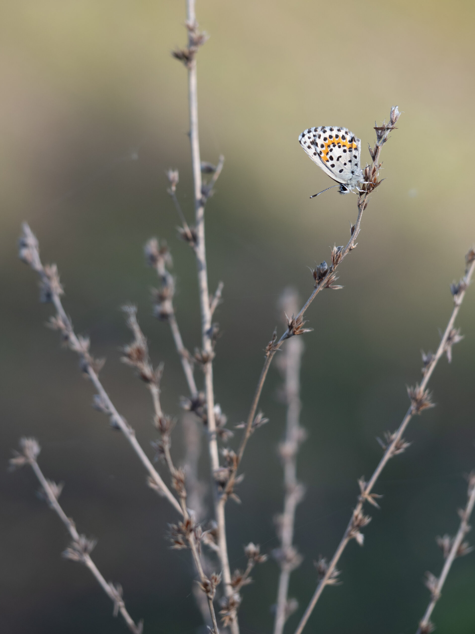 ジョウザンシジミ-Scolitantides orion