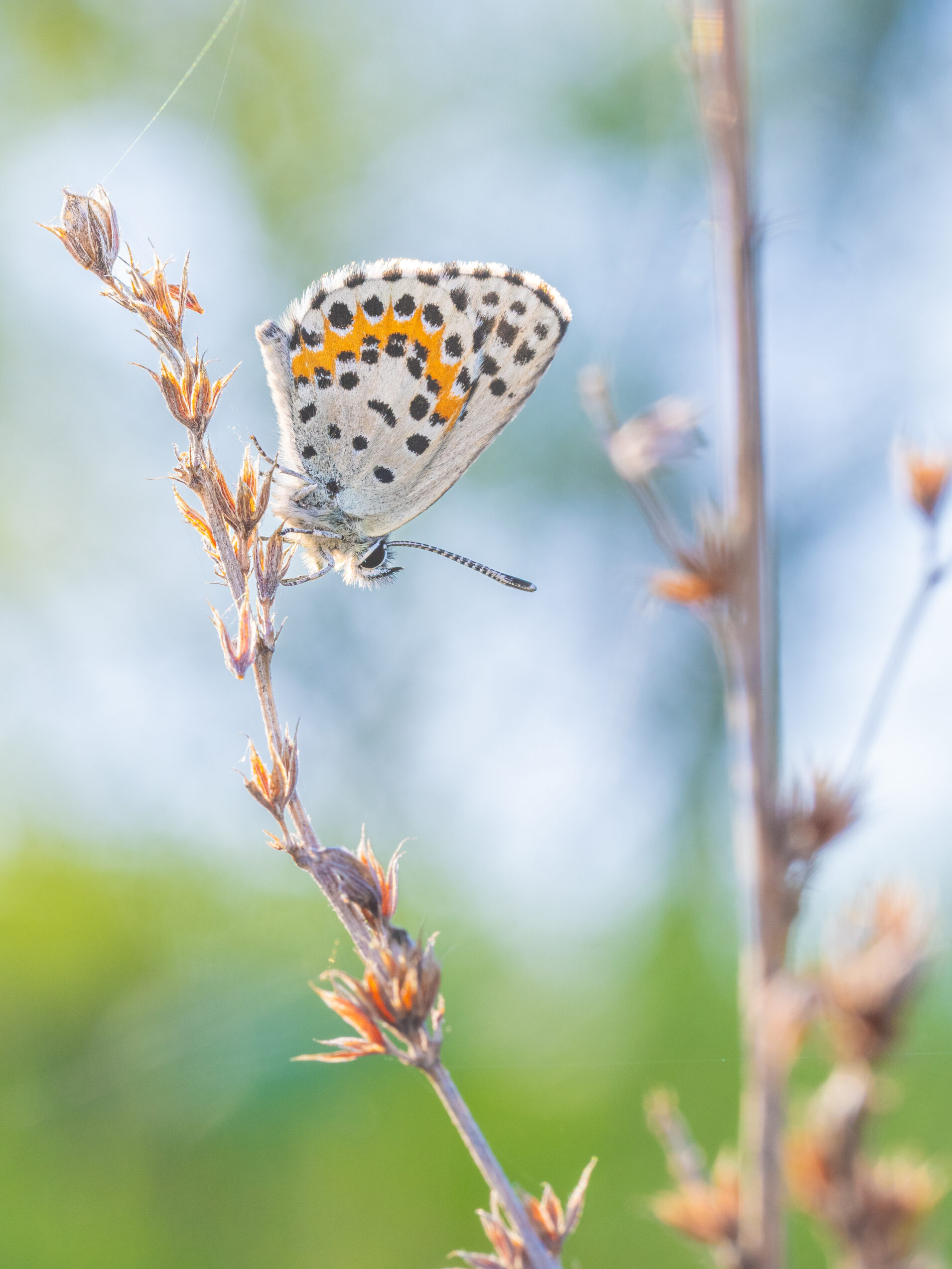 ジョウザンシジミ-Scolitantides orion