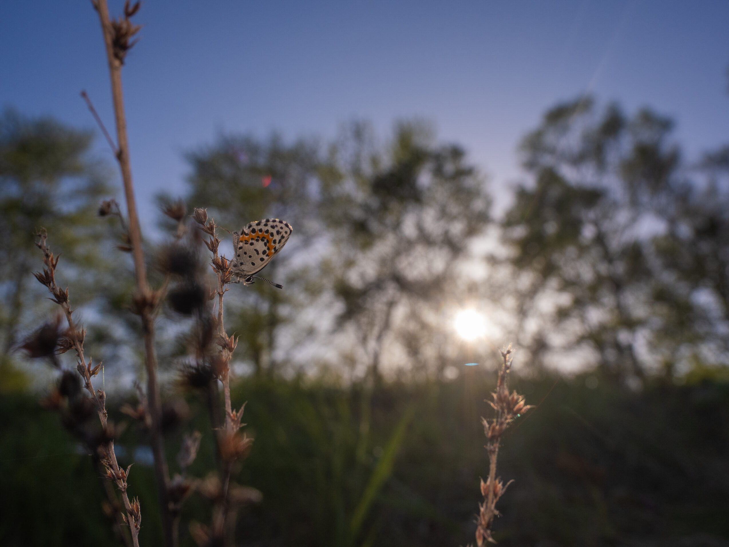 ジョウザンシジミ-Scolitantides orion