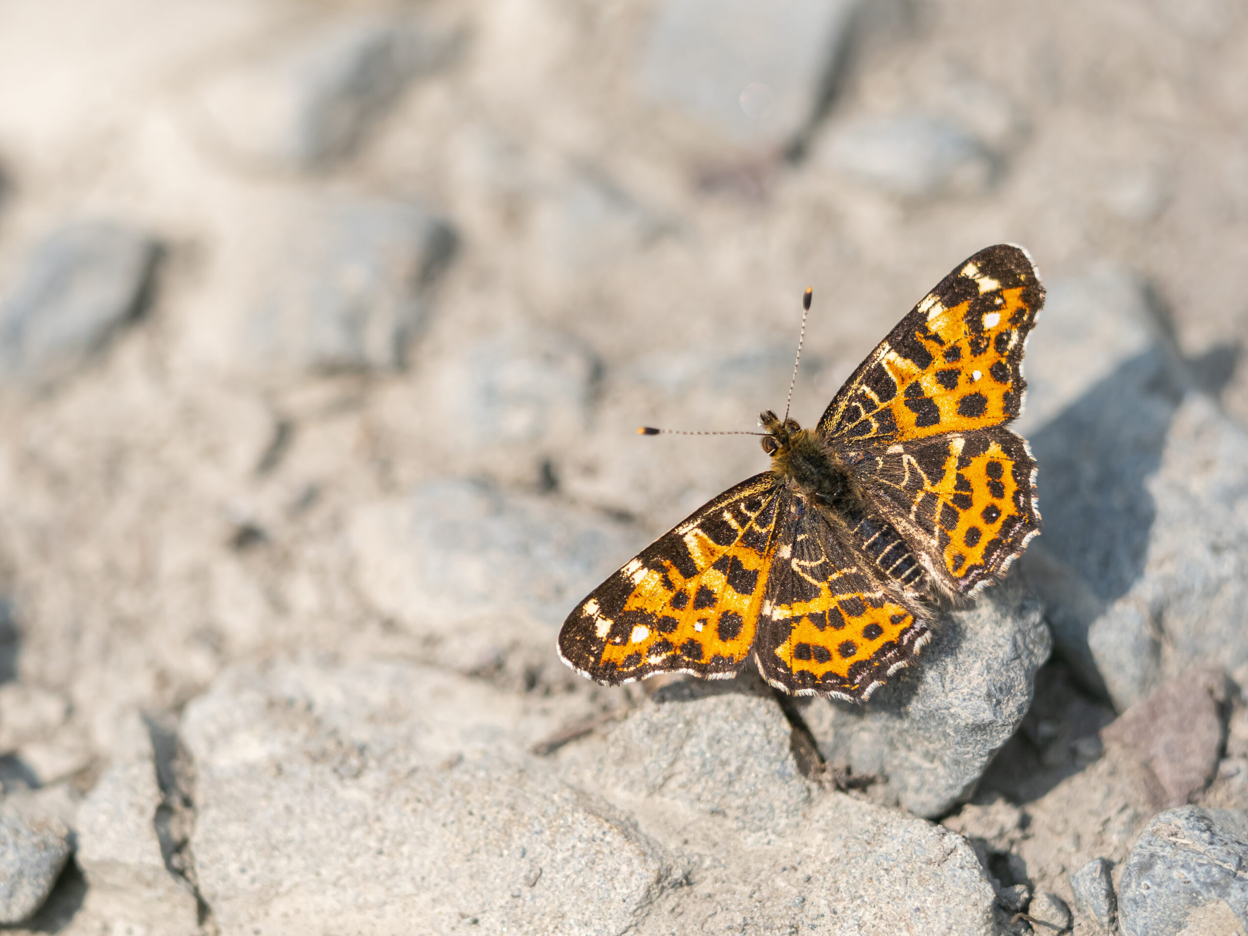 アカマダラ-Araschnia levana