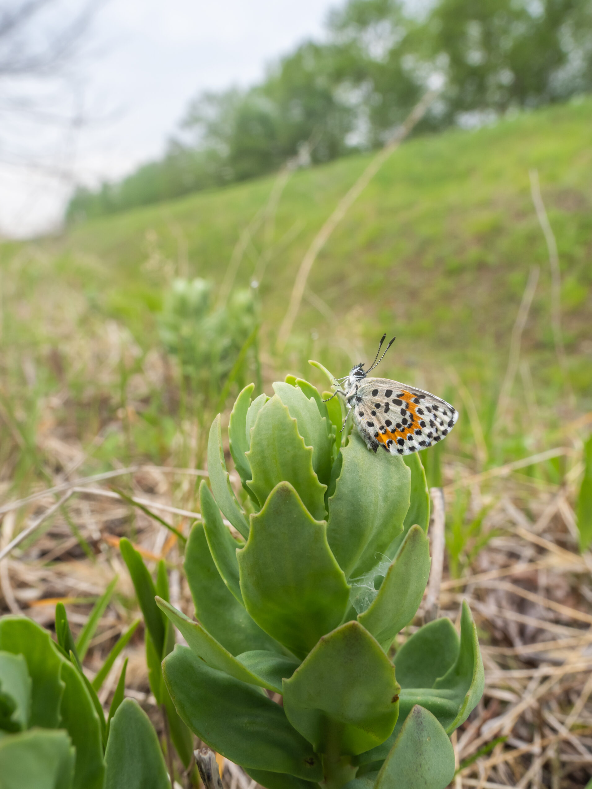 ジョウザンシジミ-Scolitantides orion