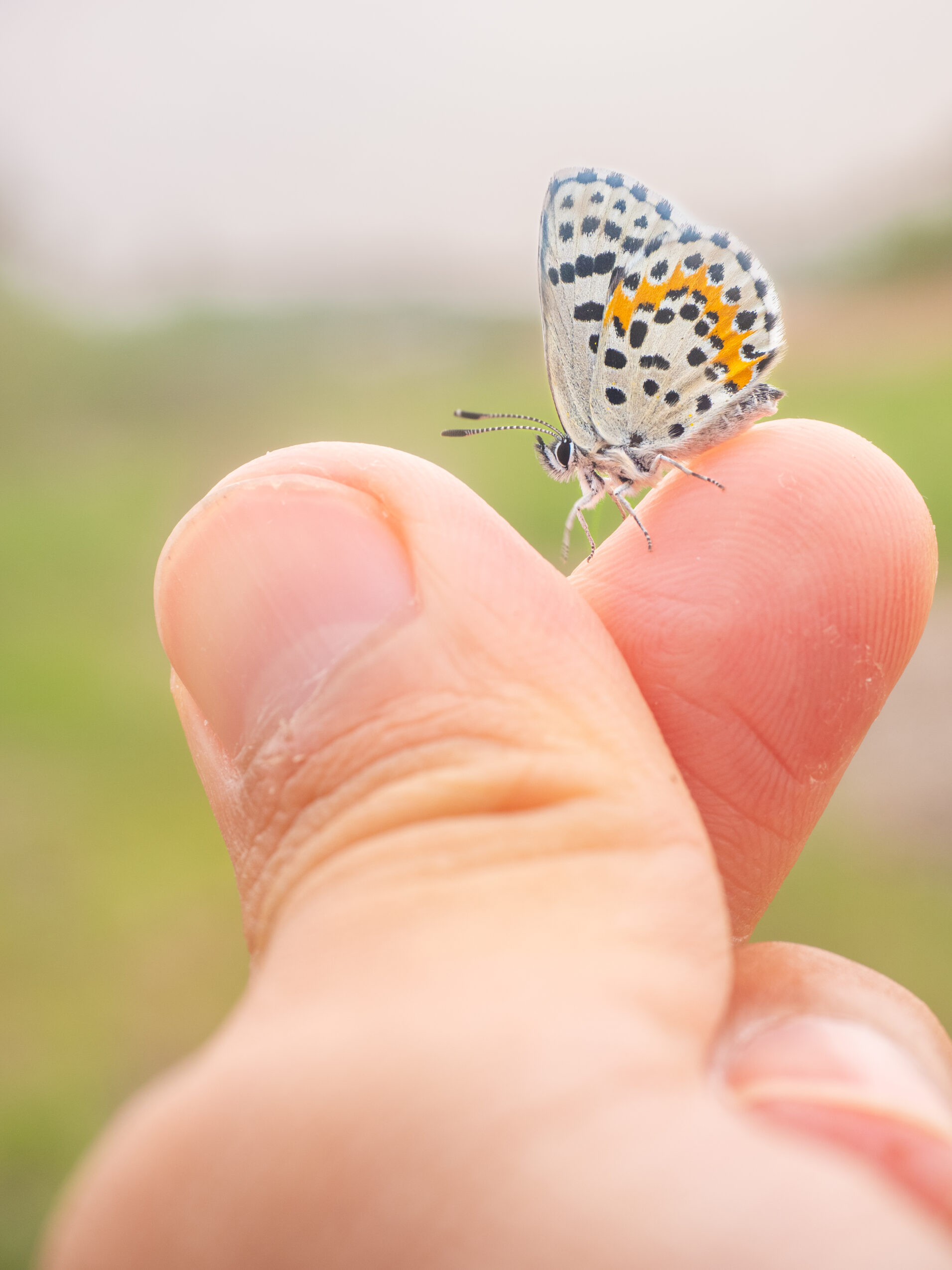 ジョウザンシジミ-Scolitantides orion