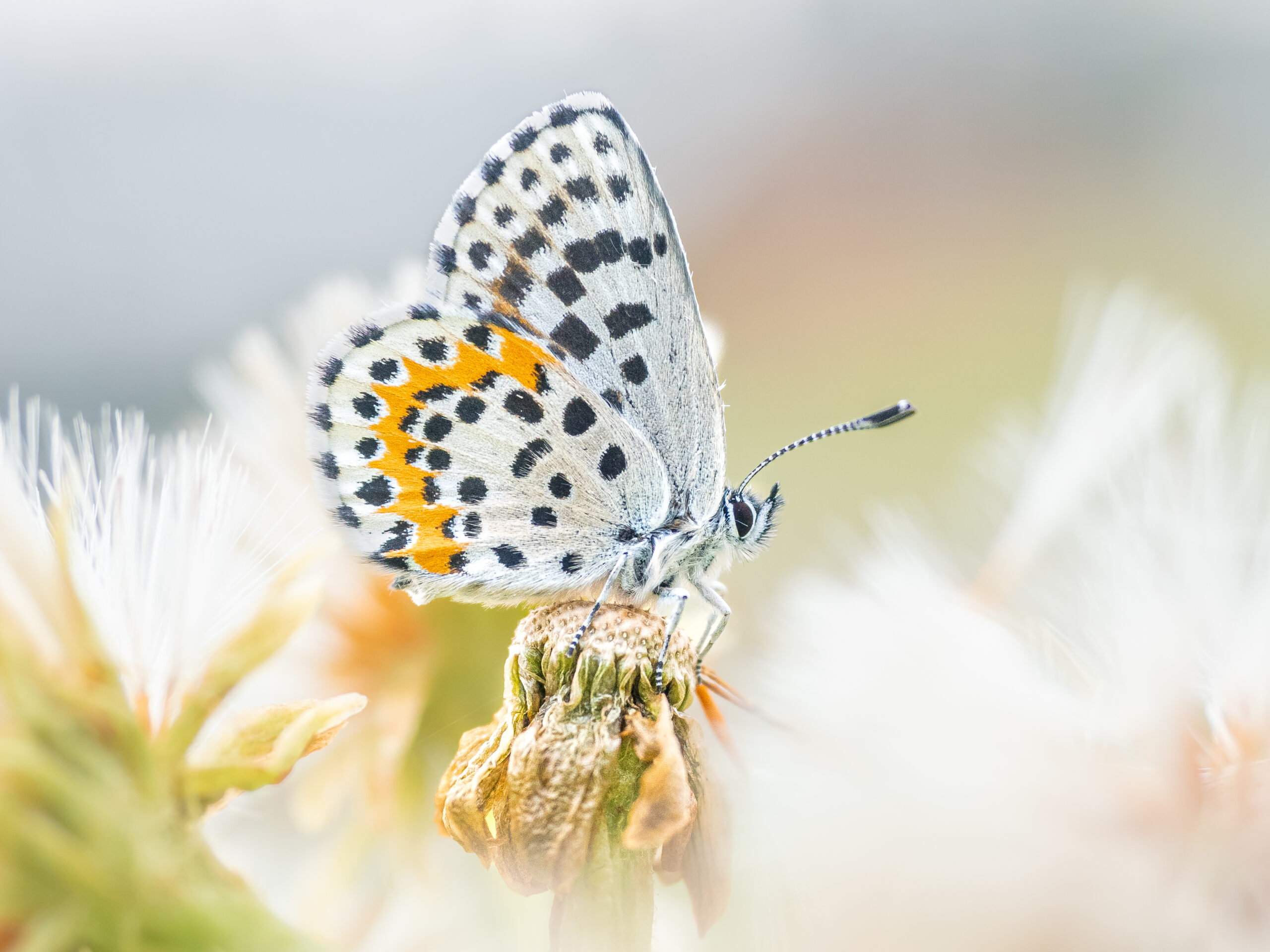 ジョウザンシジミ-Scolitantides orion