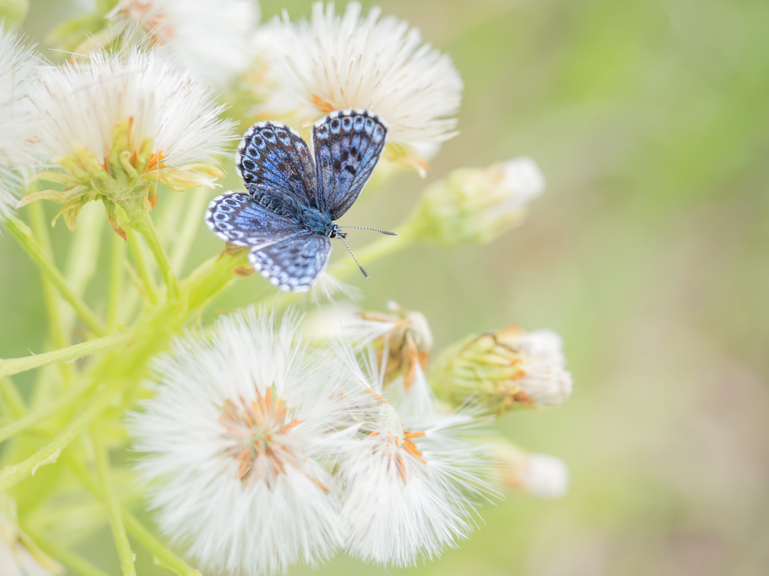 ジョウザンシジミ-Scolitantides orion