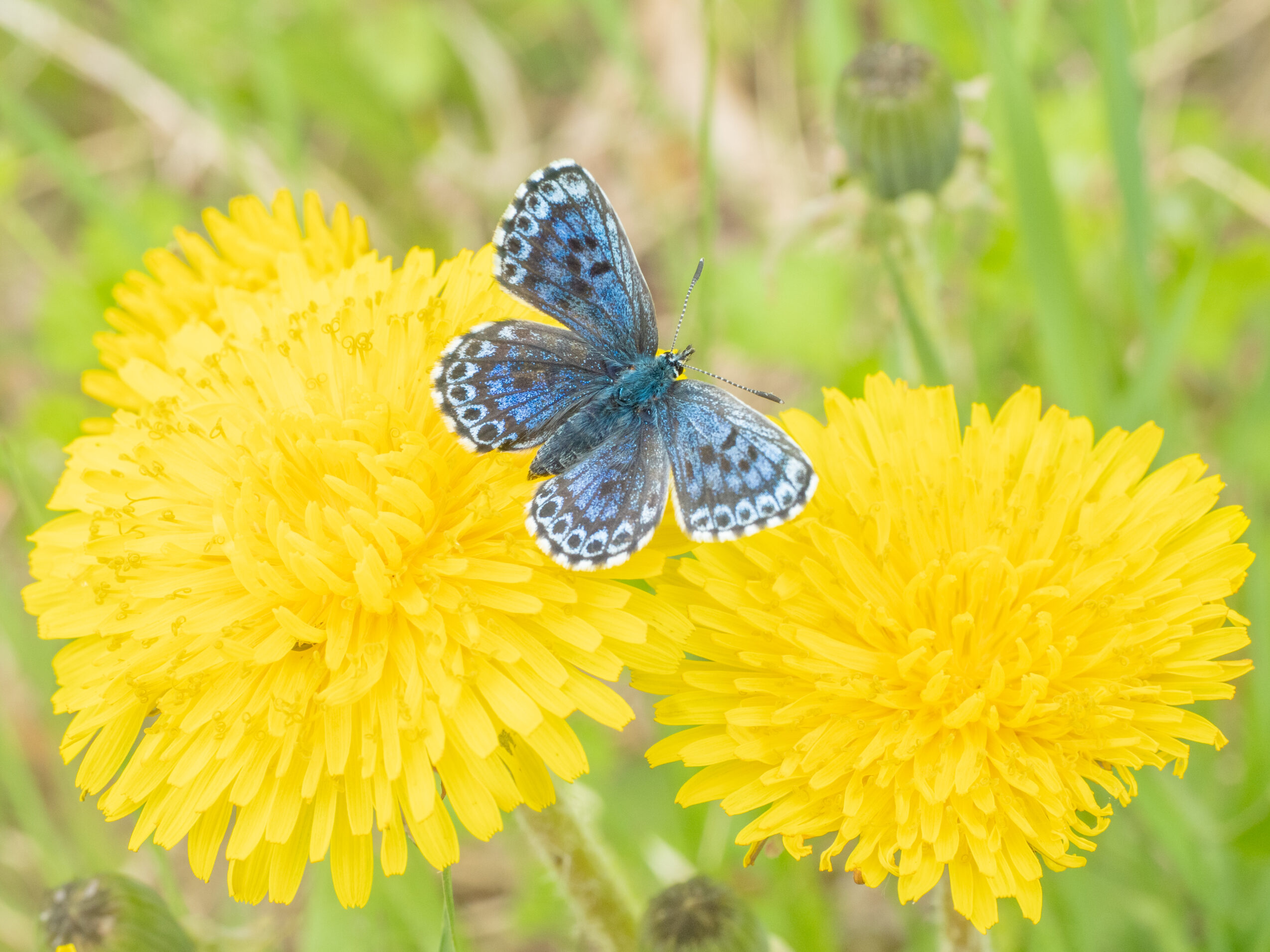 ジョウザンシジミ-Scolitantides orion