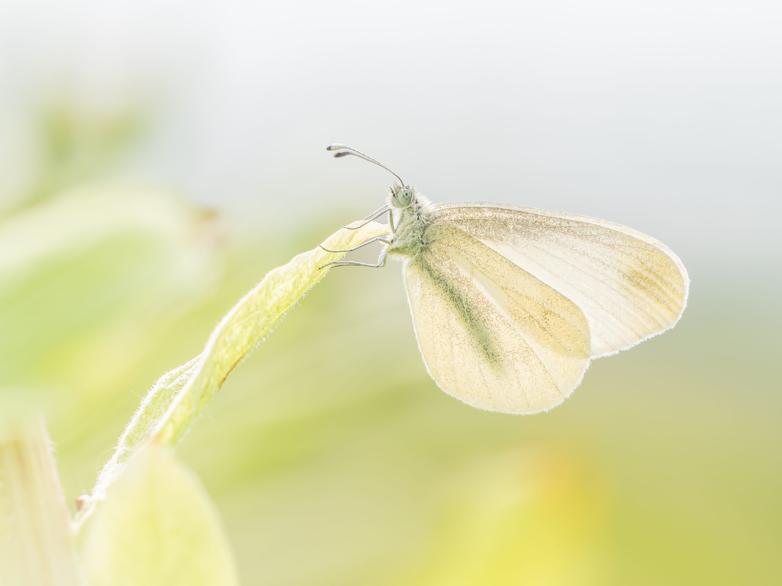 エゾヒメシロチョウ-Leptidea amurensis