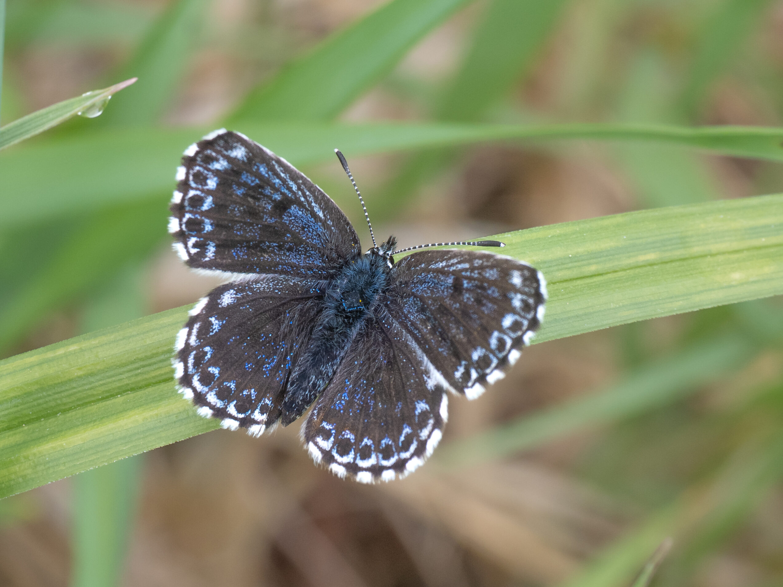 ジョウザンシジミ-Scolitantides orion