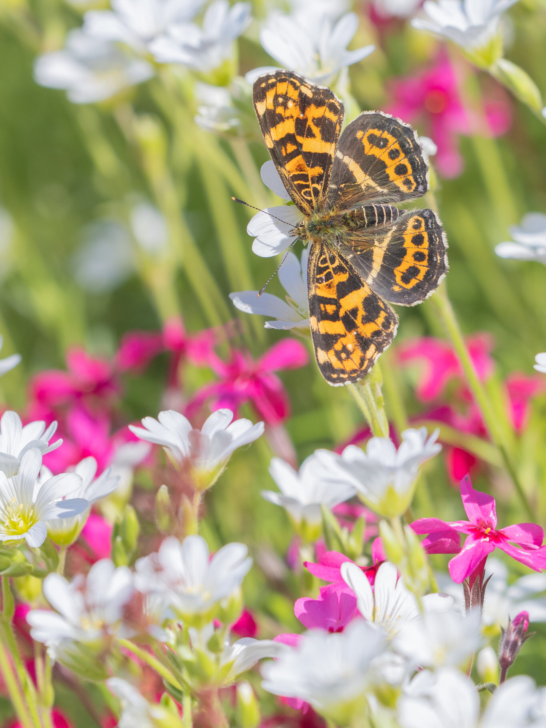 サカハチチョウ-Araschnia burejana
