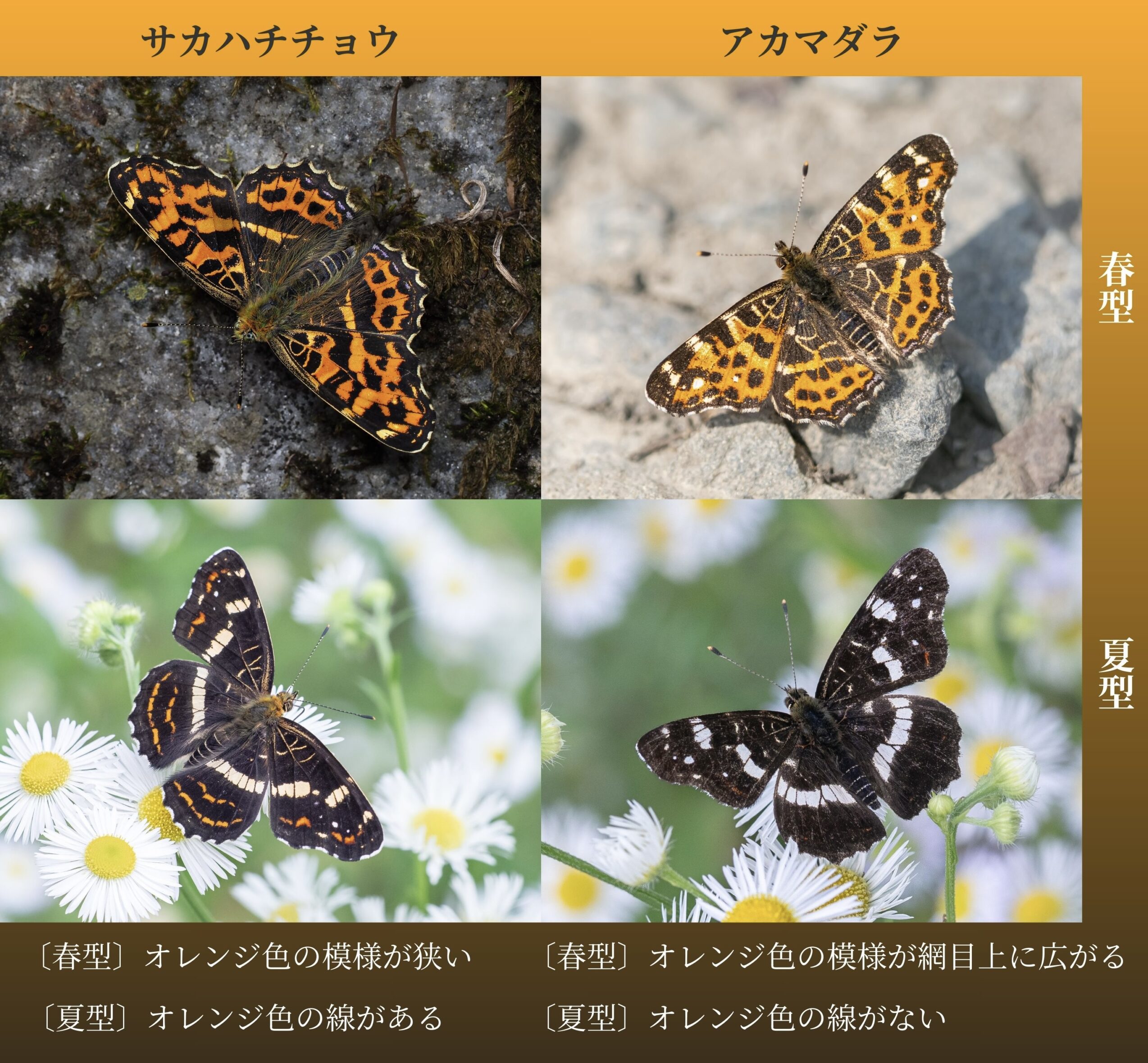 サカハチチョウ アカマダラ 違い 見分け方