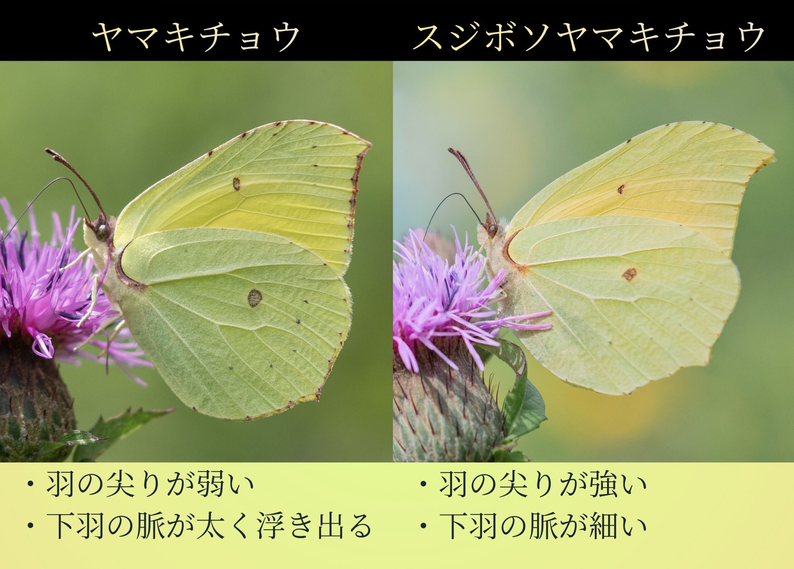 ヤマキチョウ　スジボソヤマキチョウ　見分け方　違い