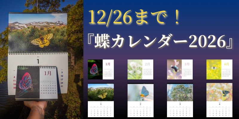 蝶カレンダー2026