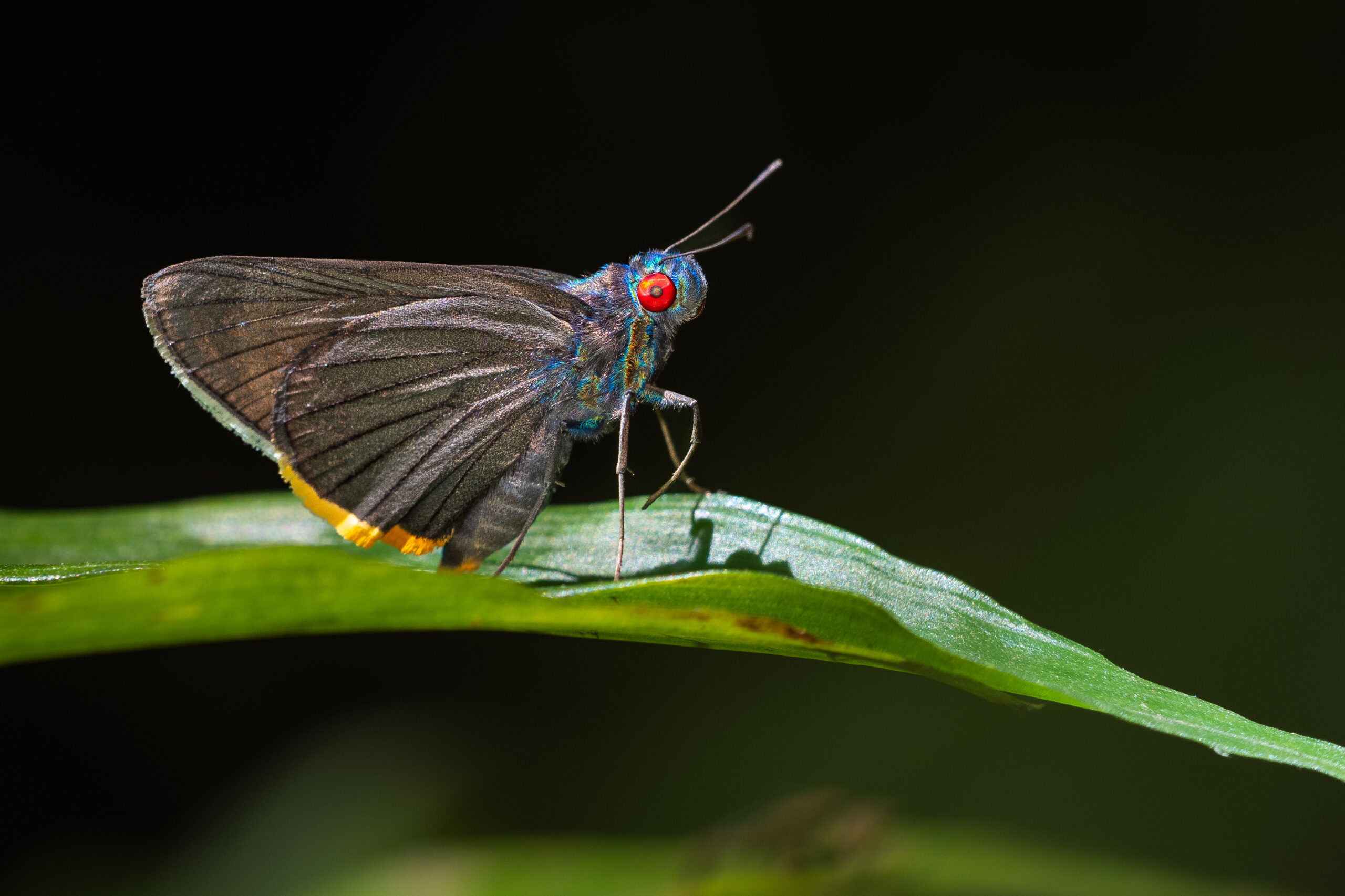 アオアカメセセリ-Matapa sasivarna